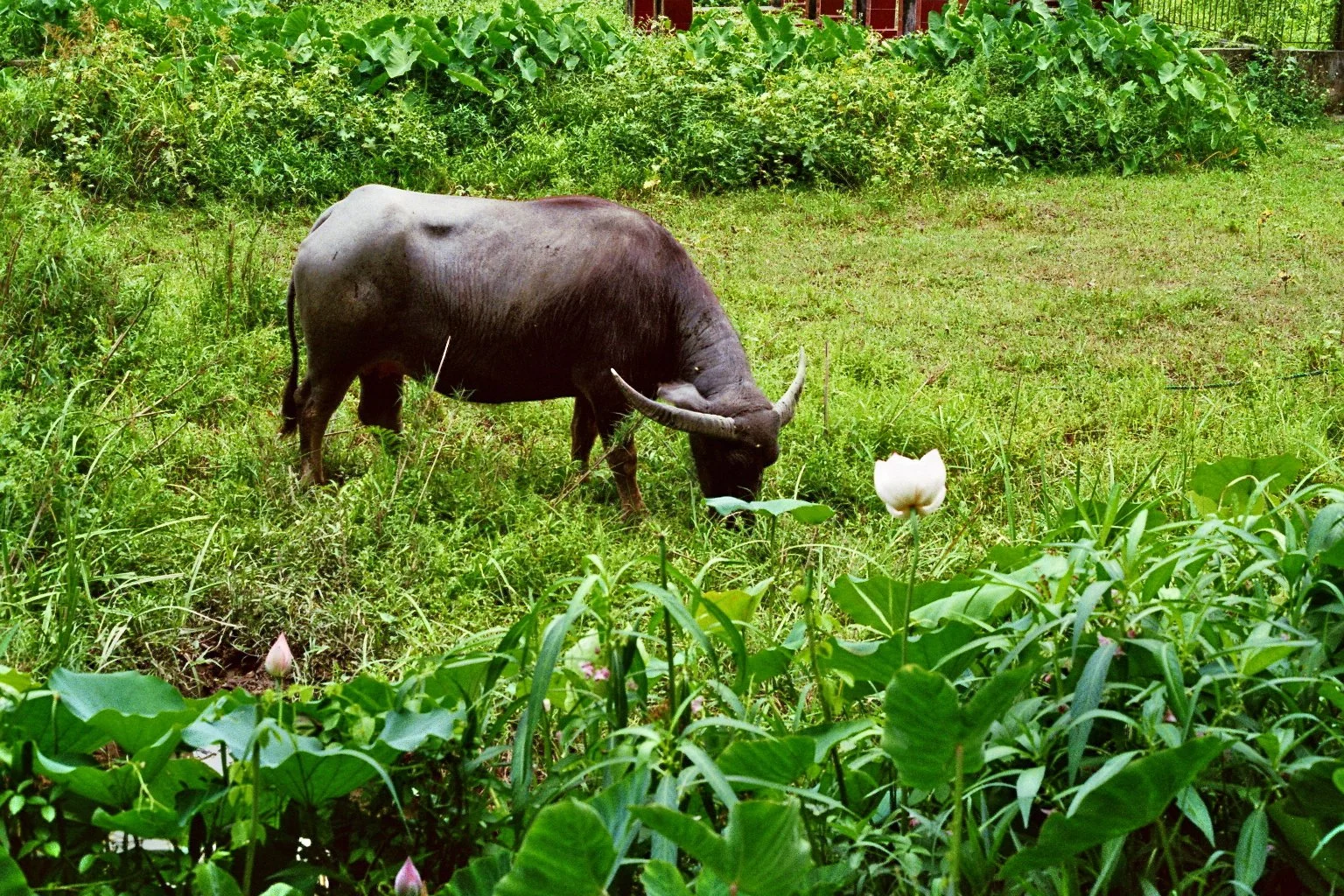 sonia cavallini illustration