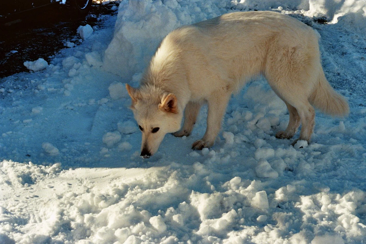 sonia cavallini illustration 