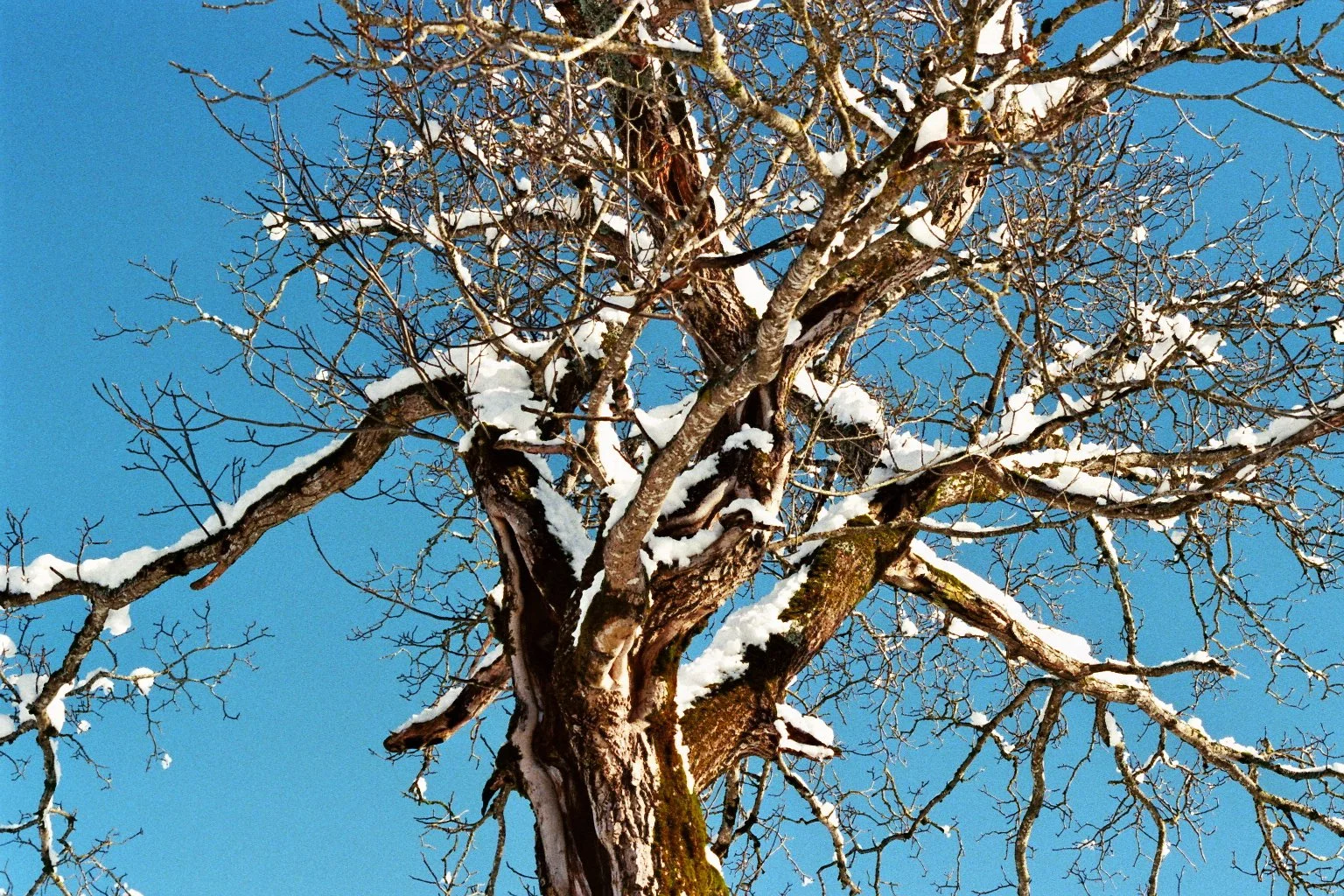 sonia cavallini illustration 