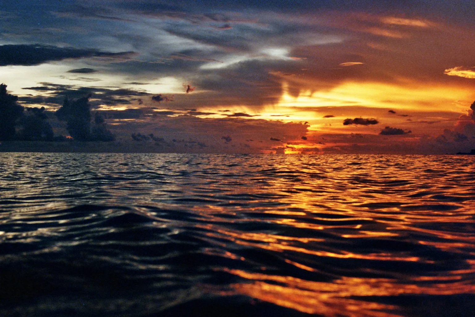 sonia cavallini illustration