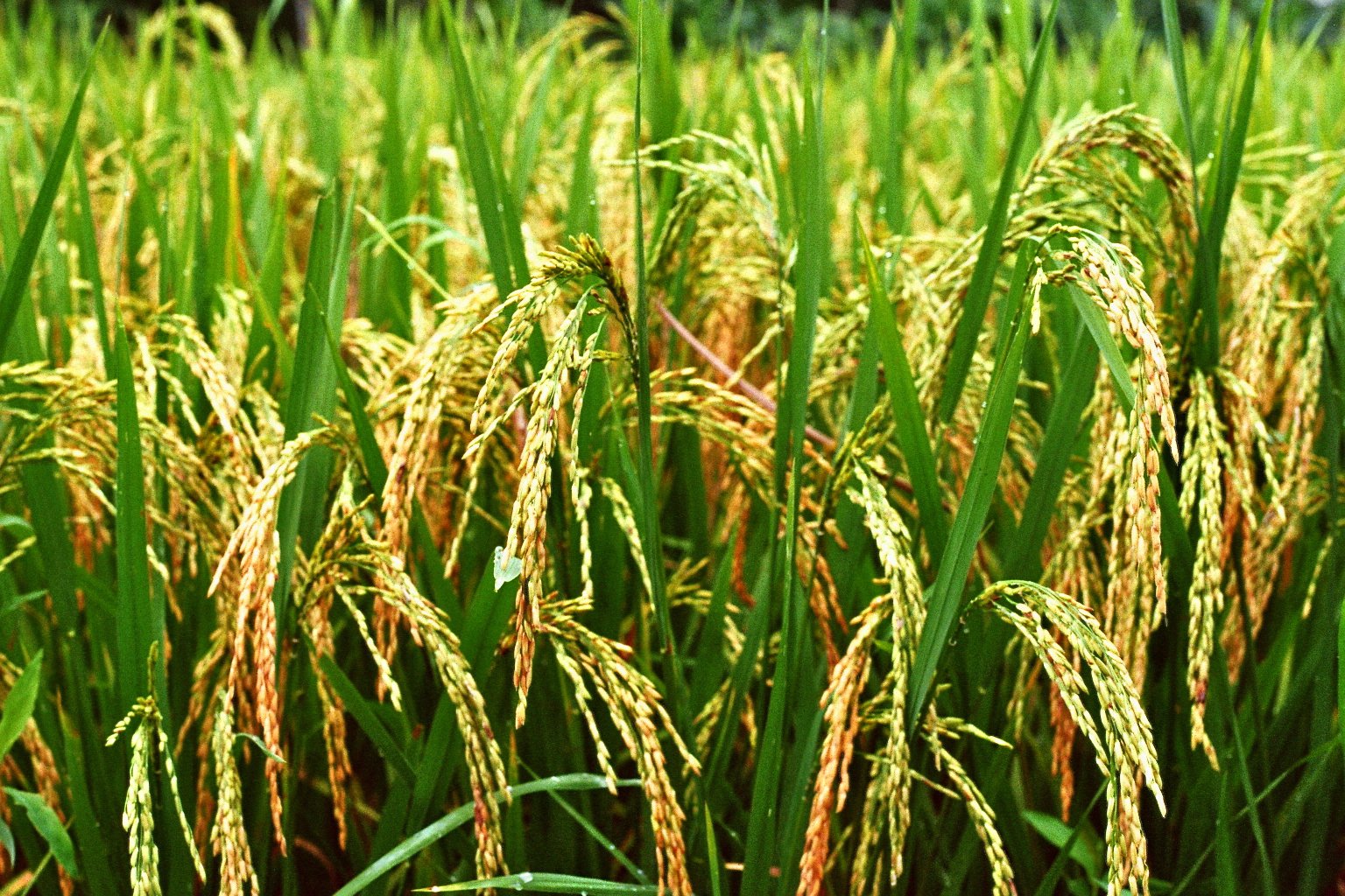 sonia cavallini illustration