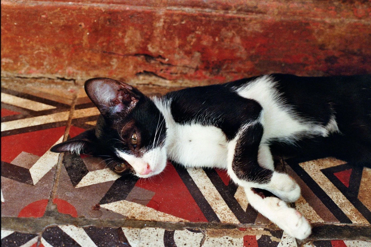 sonia cavallini illustration 