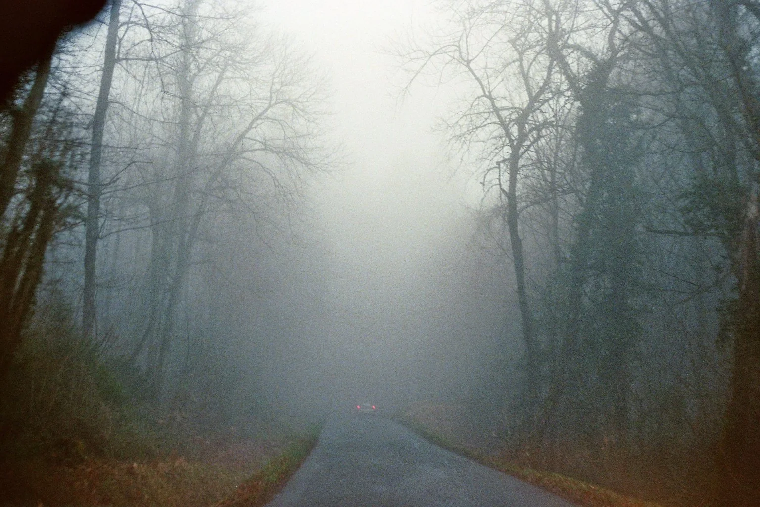 sonia cavallini illustration 