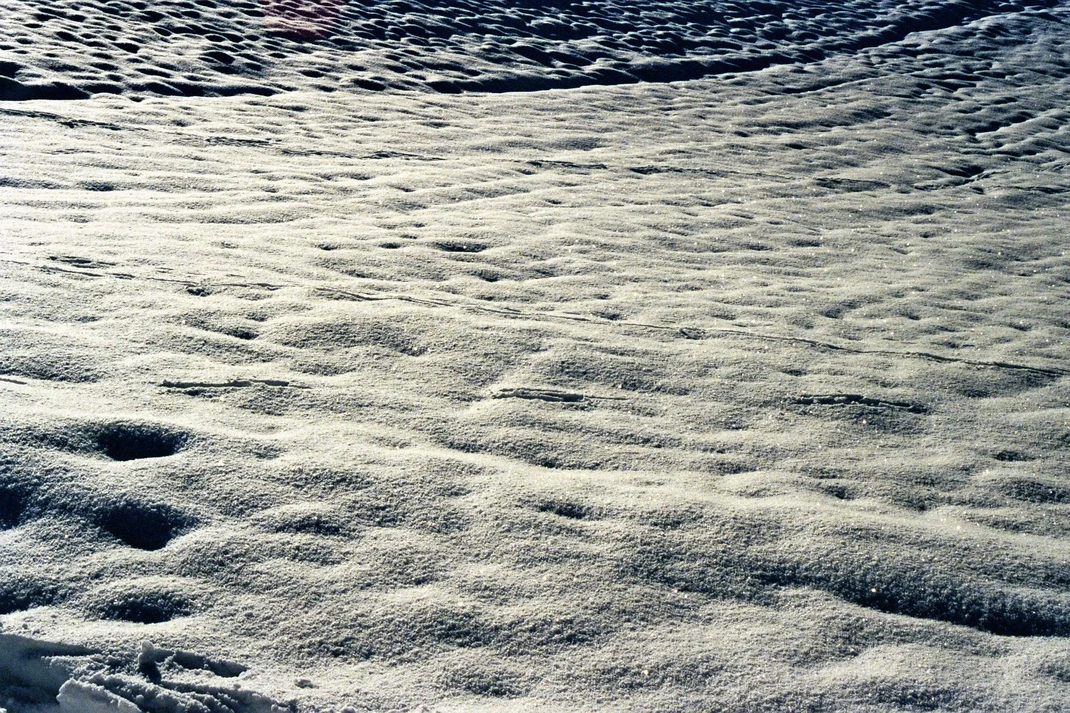 sonia cavallini illustration 