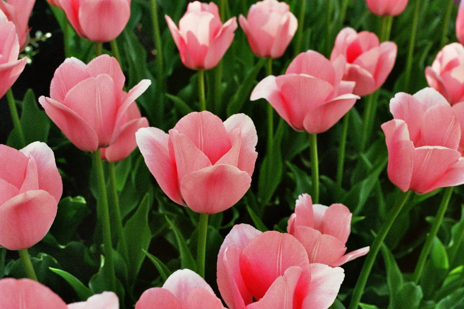 New York - novembre décembre 2024 -avril 2025