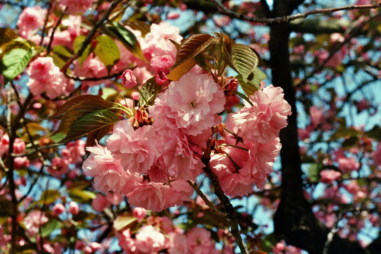 sonia cavallini illustration 