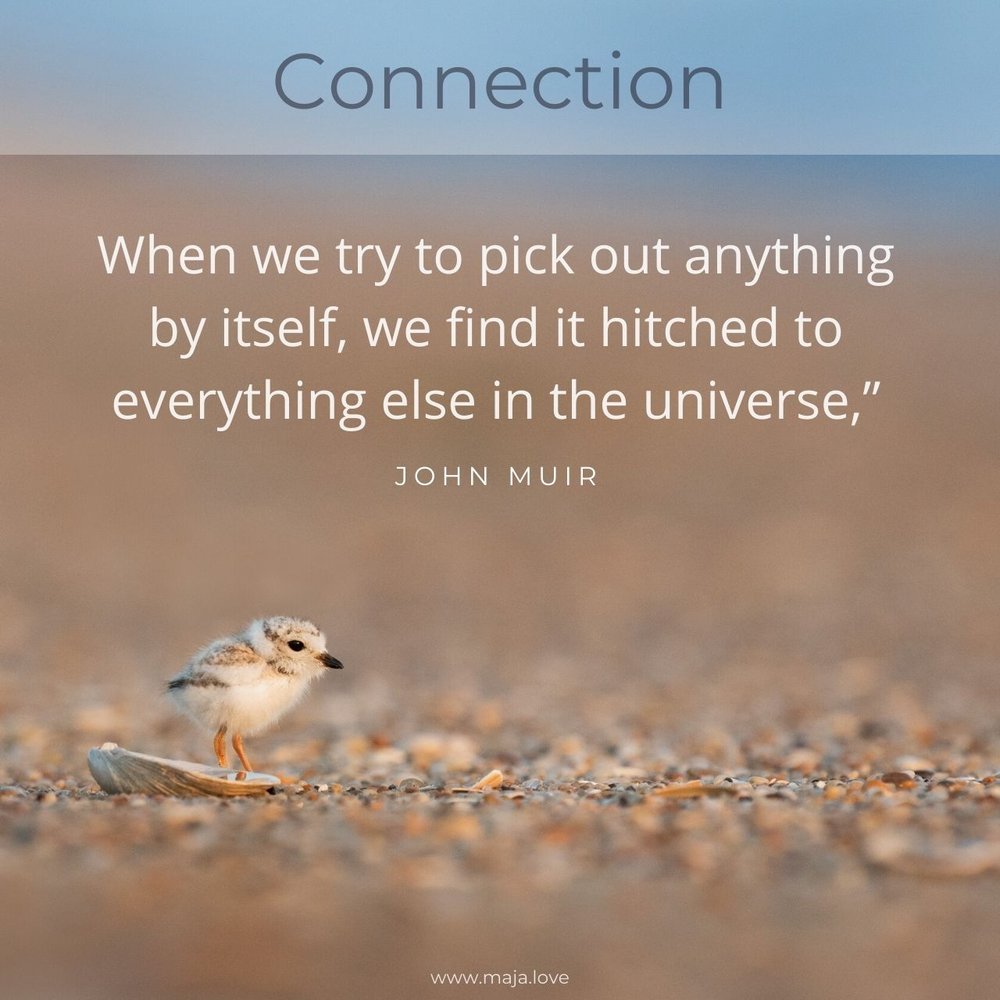 connection-john-muir.jpg