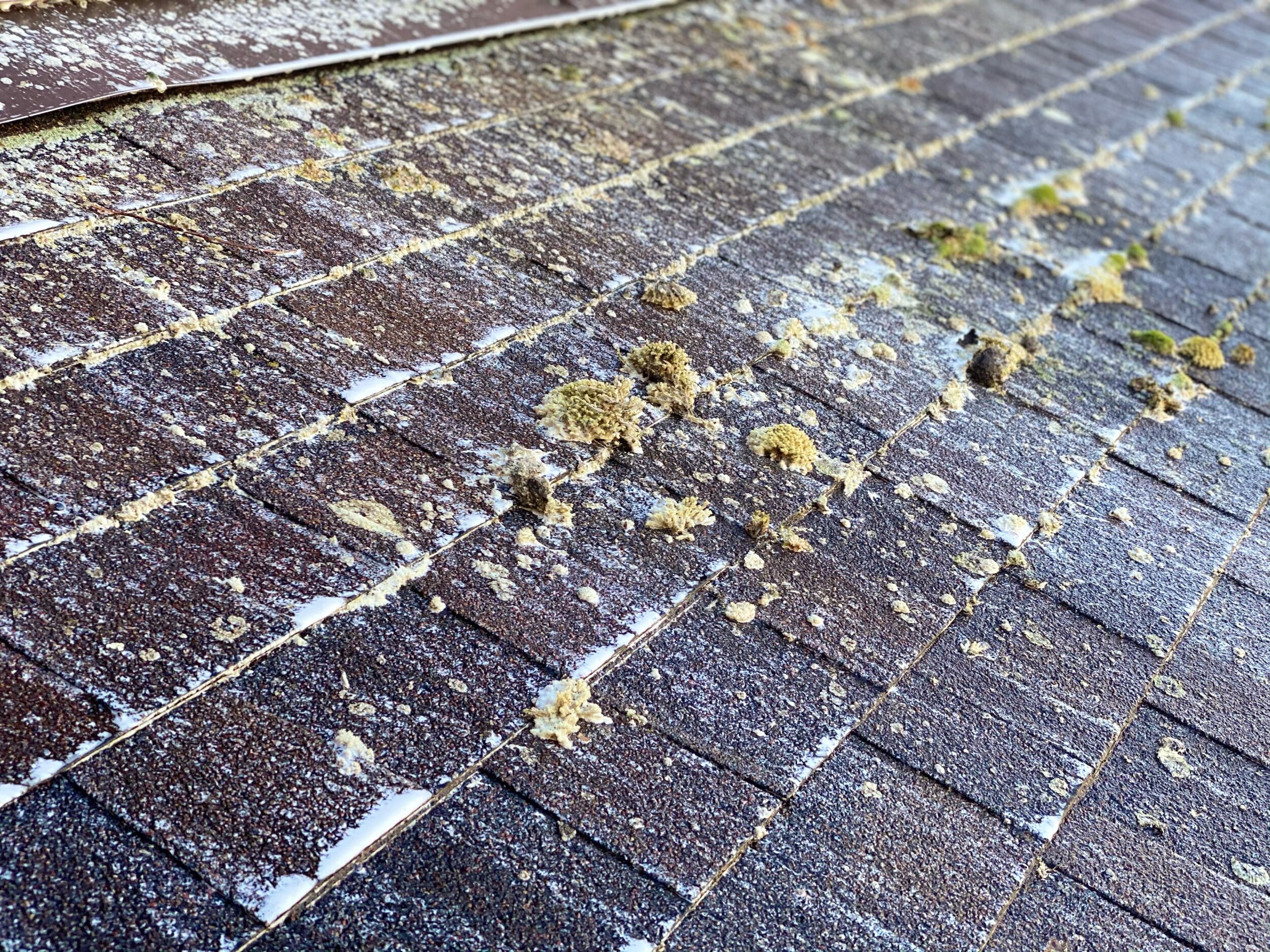 moss and algae on roof