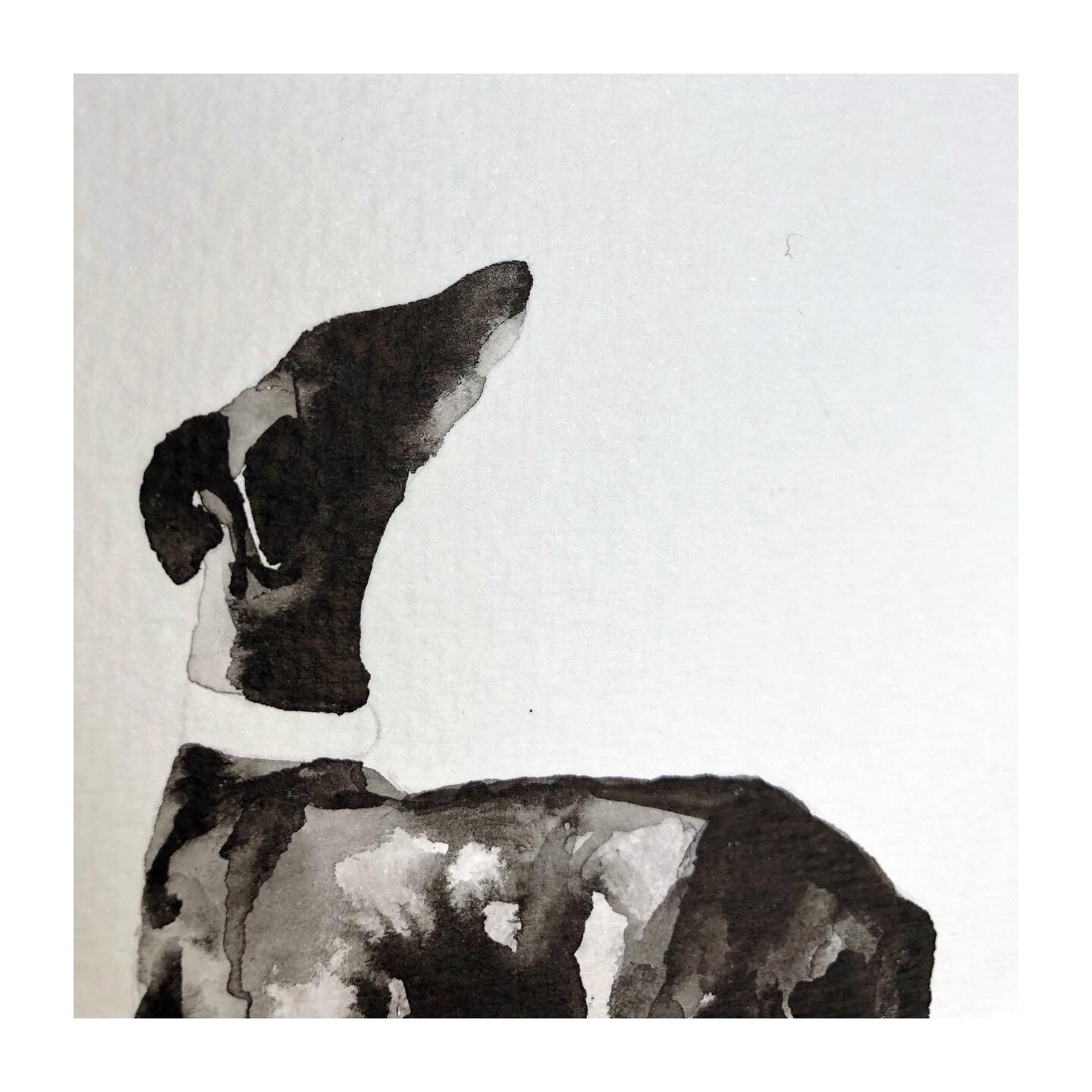 Throwback to last Summer when I was working on a greyhound commission. I ended up settling on a different image but was contacted by a lovely lady whose own beloved black greyhound had recently died and she asked if she could have this piece. So plea