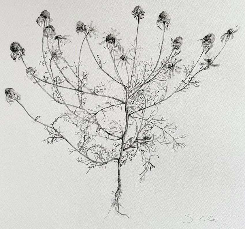 Weeds 3 close final.jpg