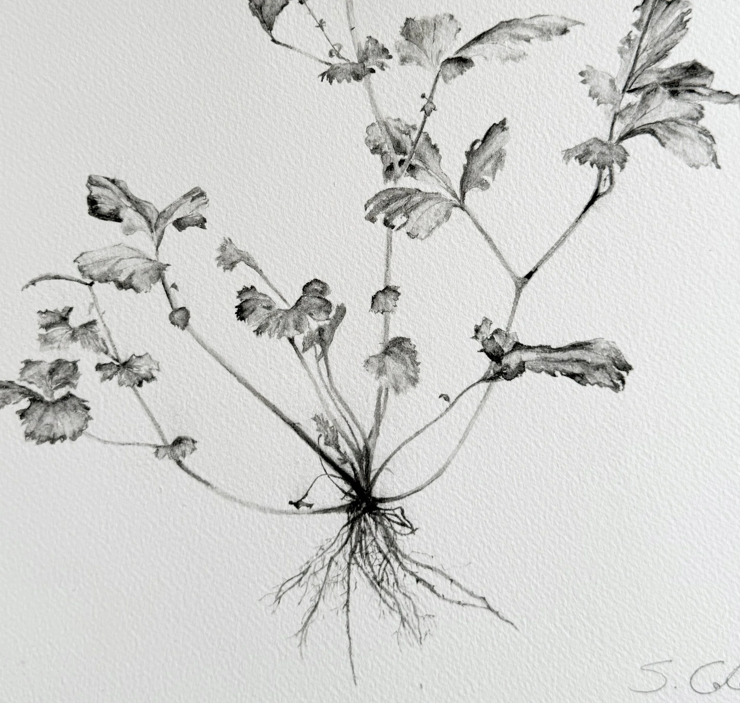 Weeds 4 close final.jpg