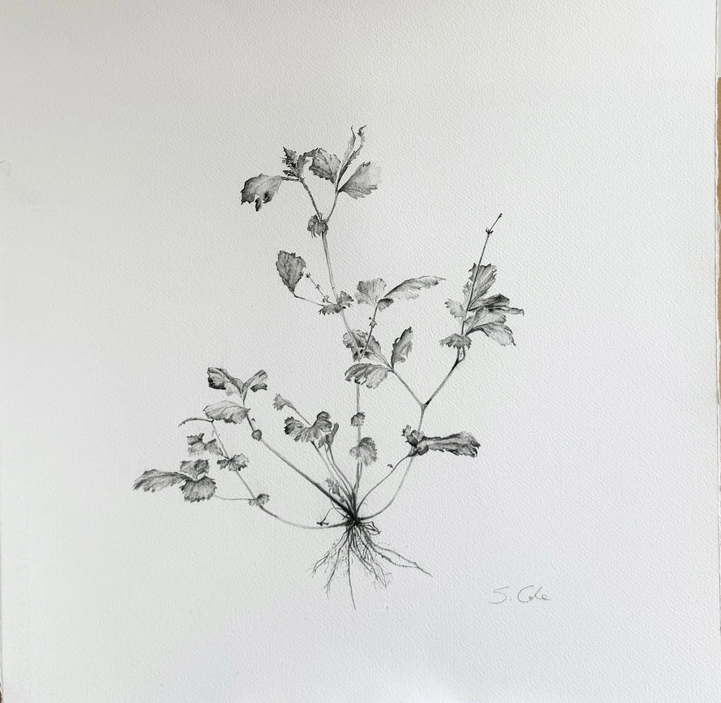 Weeds 4 final.jpg