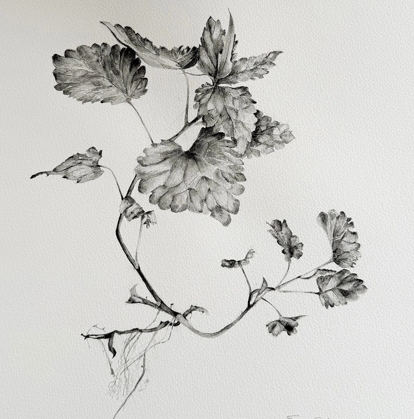 Weeds 2 close final.jpg