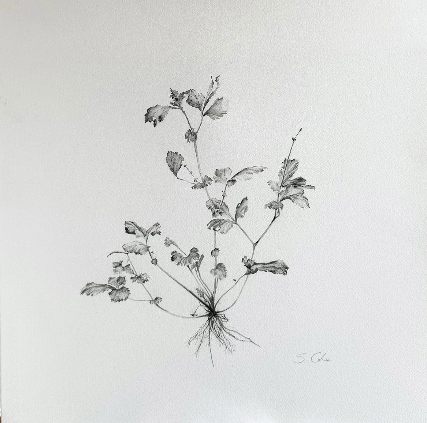 Weeds 4 final.jpg