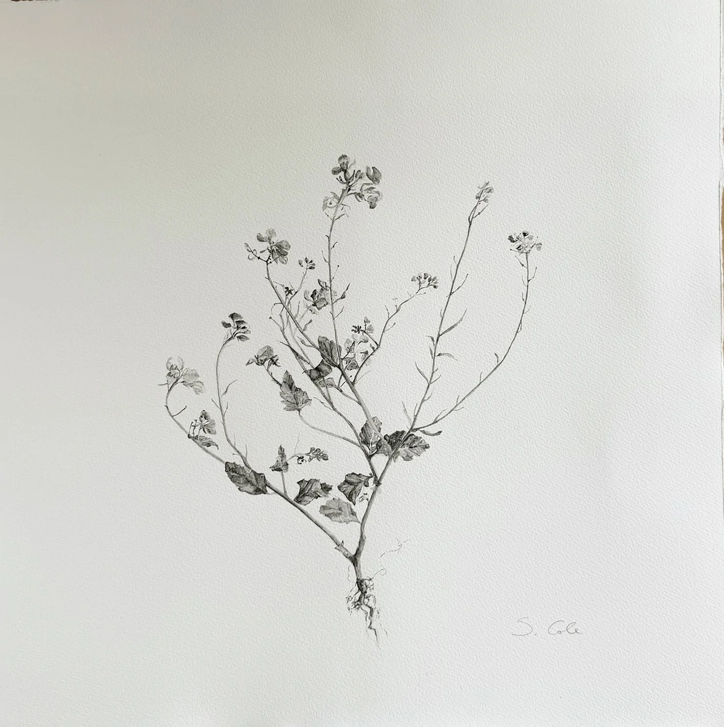 Weeds 1a.JPG