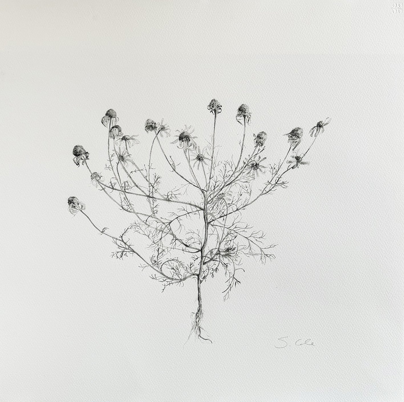 Weeds 3