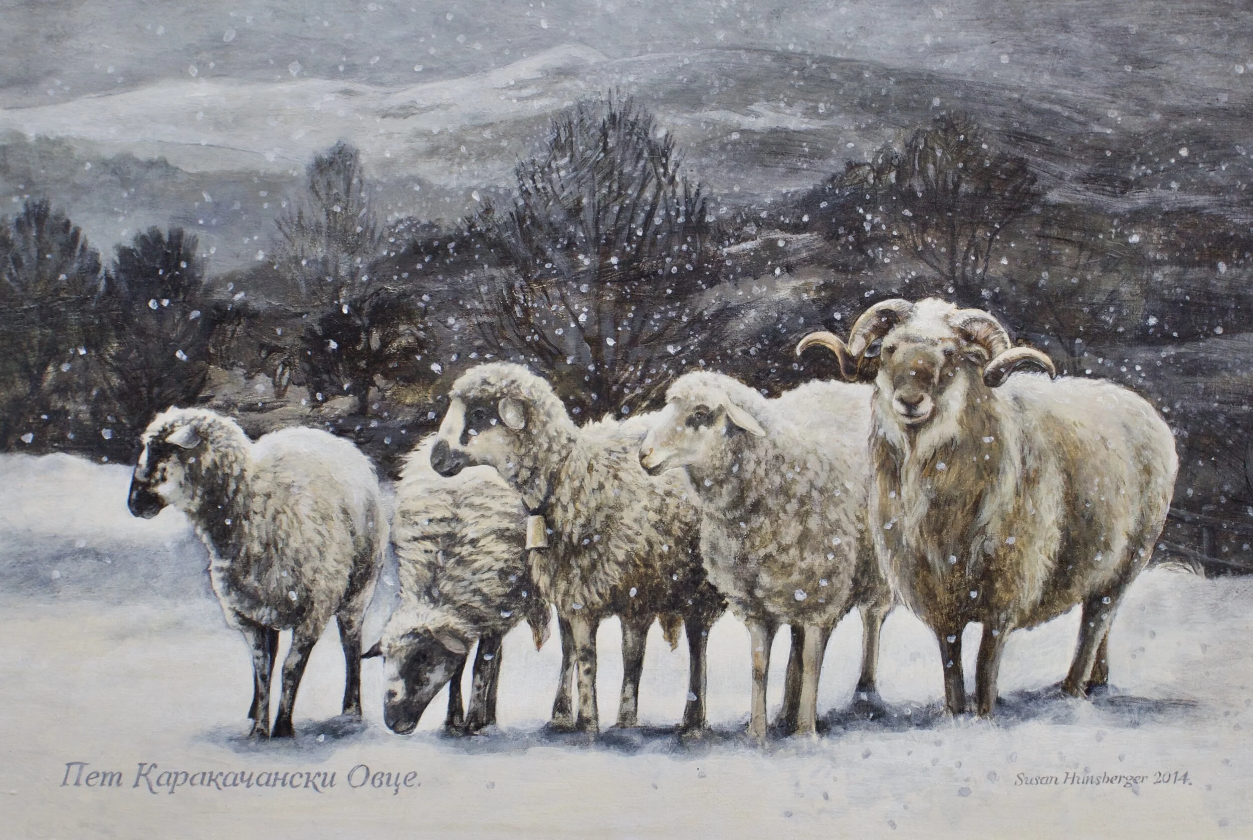    “Five Karakachan Sheep”      acrylic on masonite    20 x 30cm 