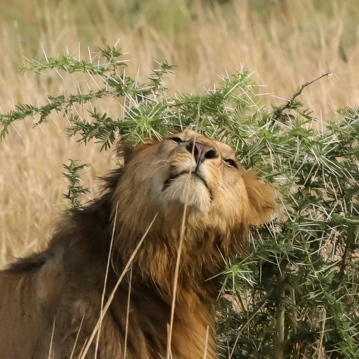    “Lion Scratching on Thorns”      Kidepo Valley, Uganda 