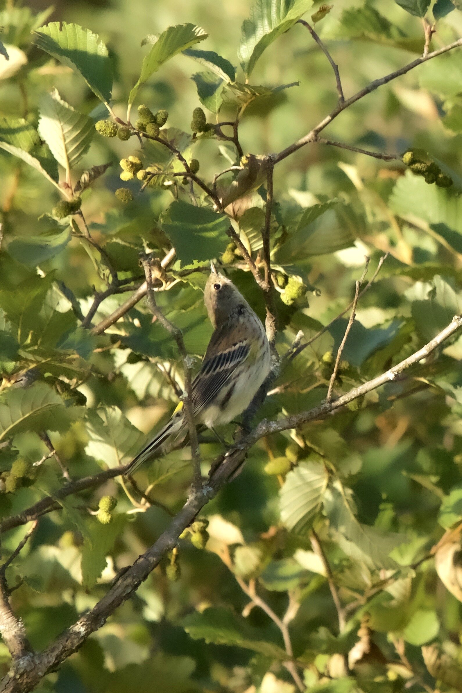    “Yellow-rumped Warbler in an Alder”      Upper Peninsula, Michigan 