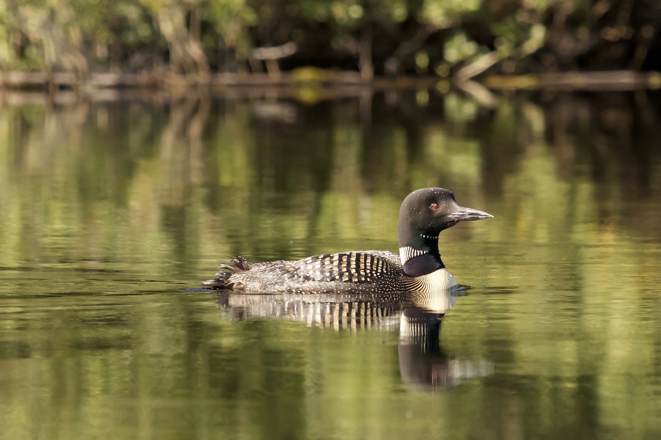    “Common Loon”      Upper Peninsula, Michigan 