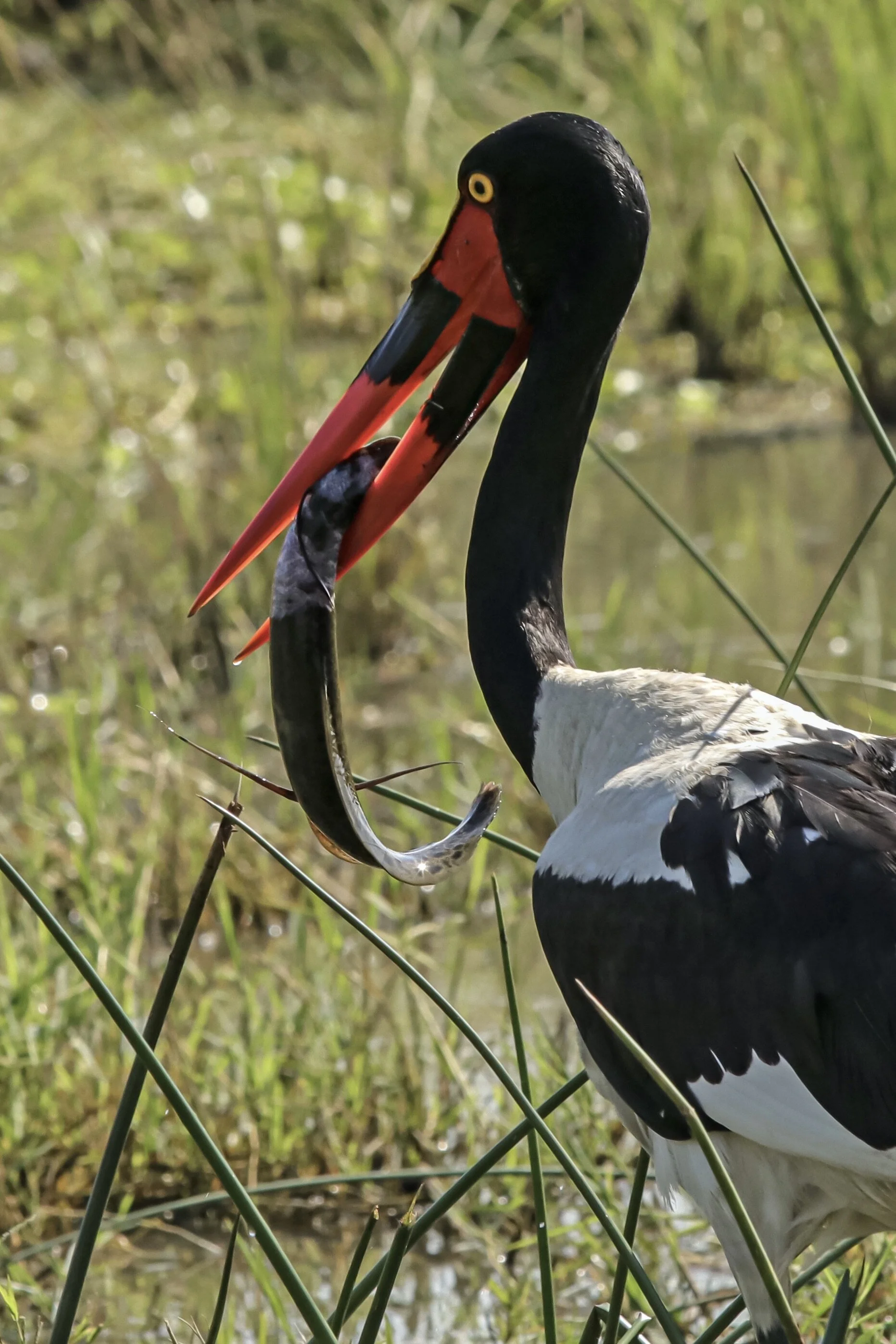    “Saddle-billed Stork with Fish”      Murchison Falls, Uganda 