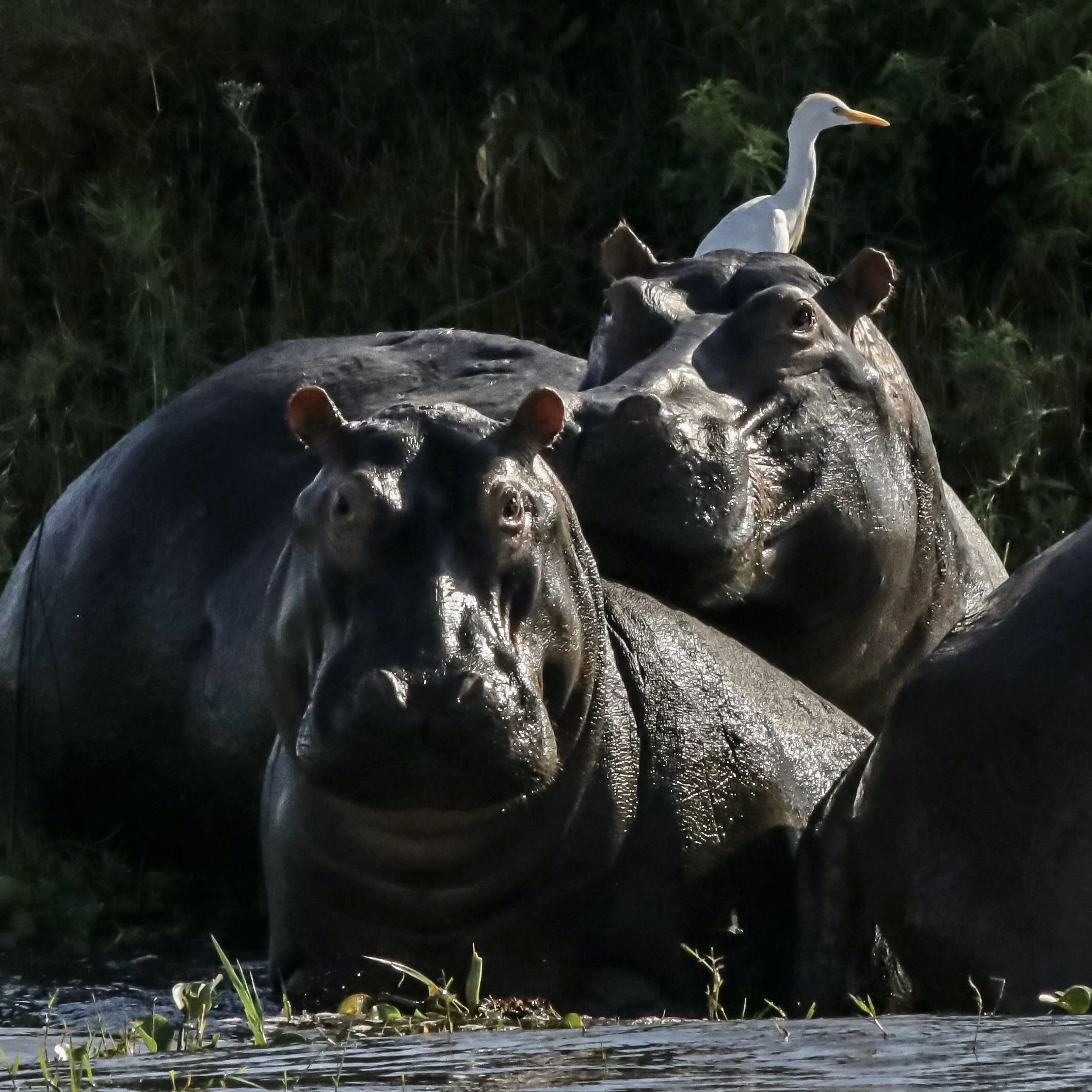    “Hippopotamus and Cattle Egret”      Murchison Falls, Uganda 