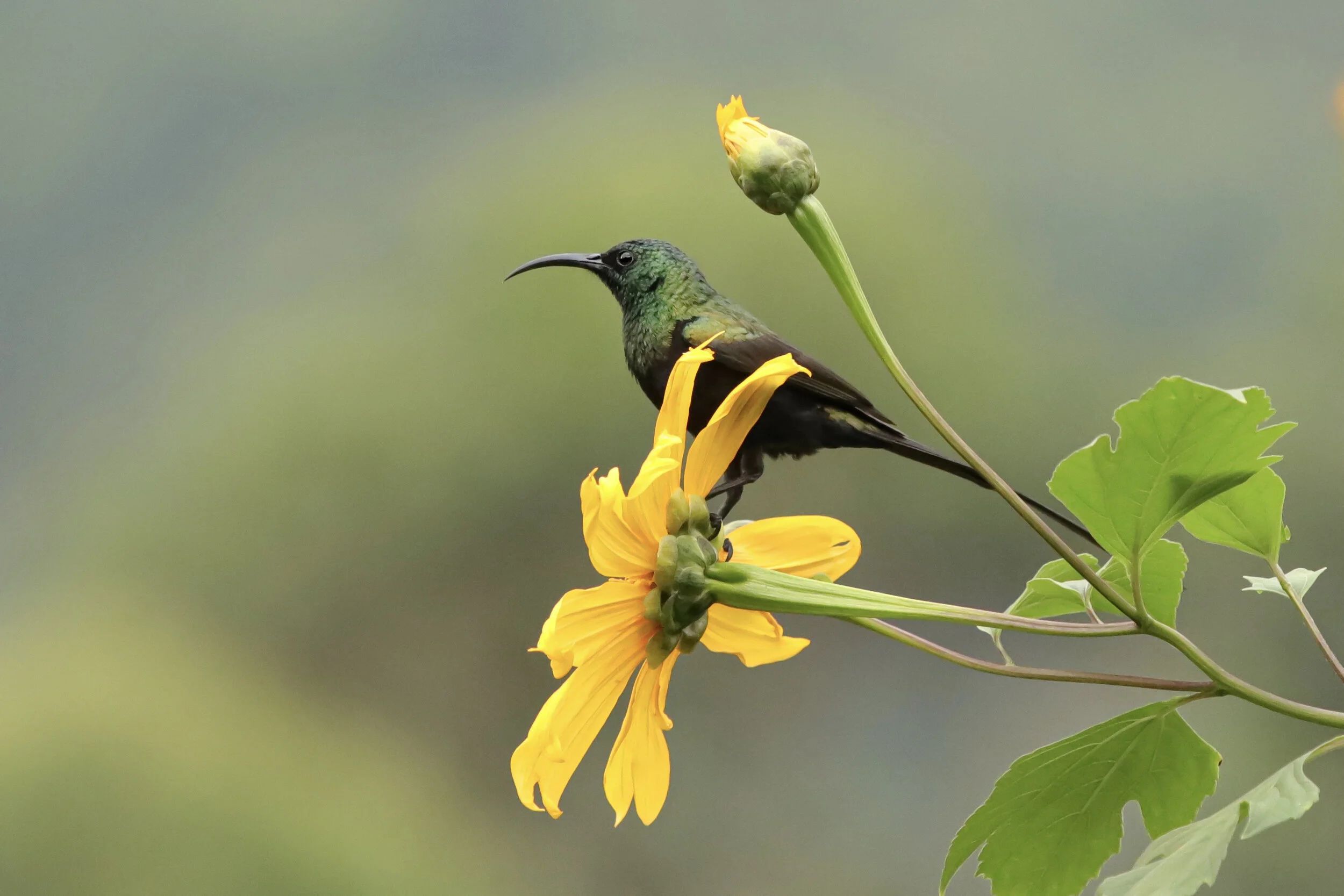    “Bronze Sunbird”      Bwindi, Uganda 