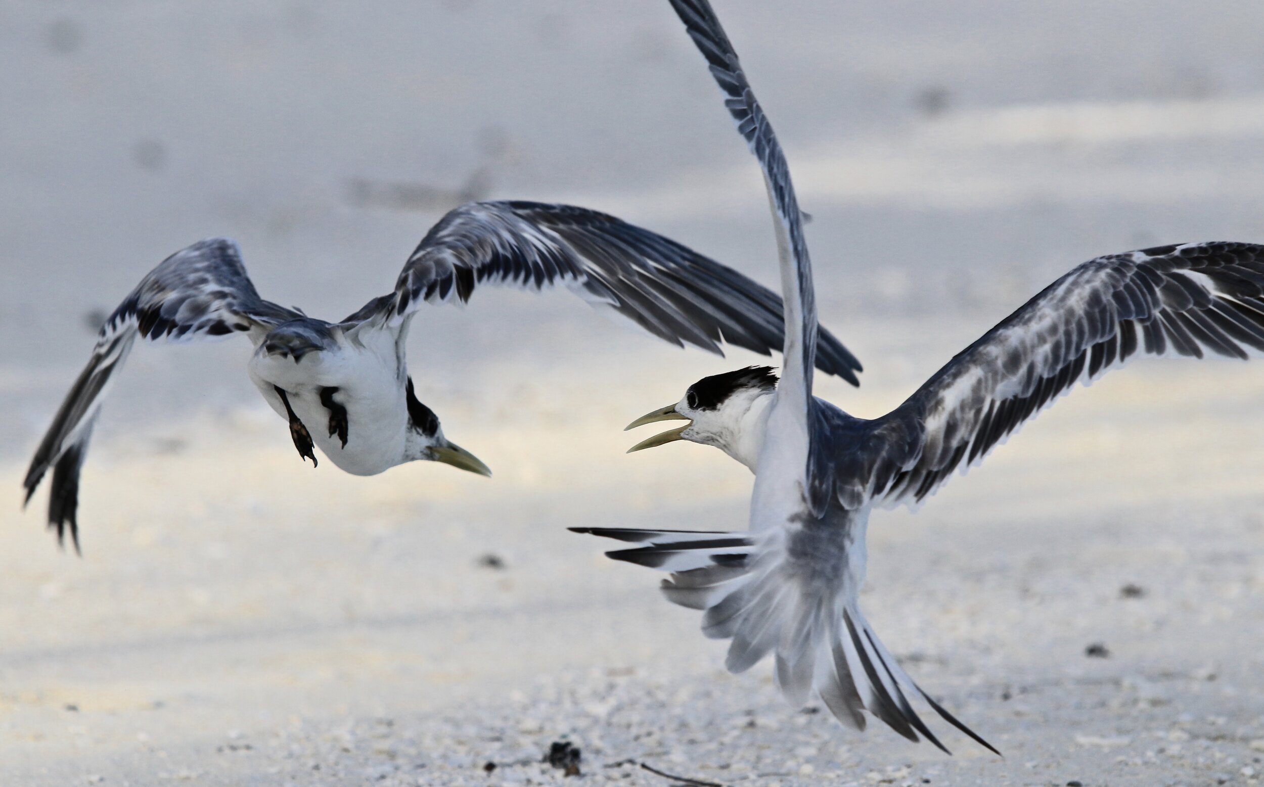    “Greater Crested Terns Interacting”      Anaa Atoll, S Pacific 