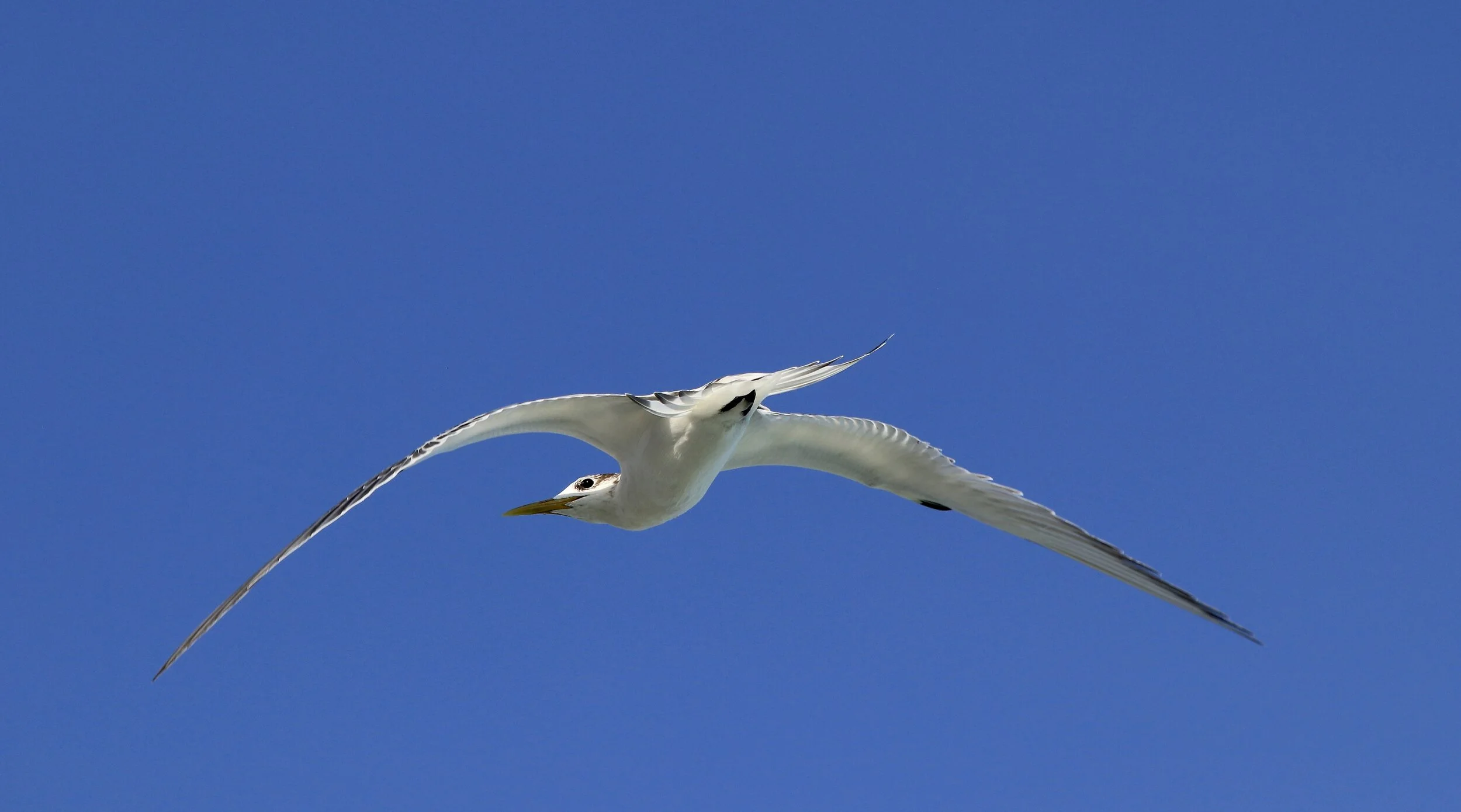   “Greater Crested Tern in Flight”      Anna Atoll, S Pacific 
