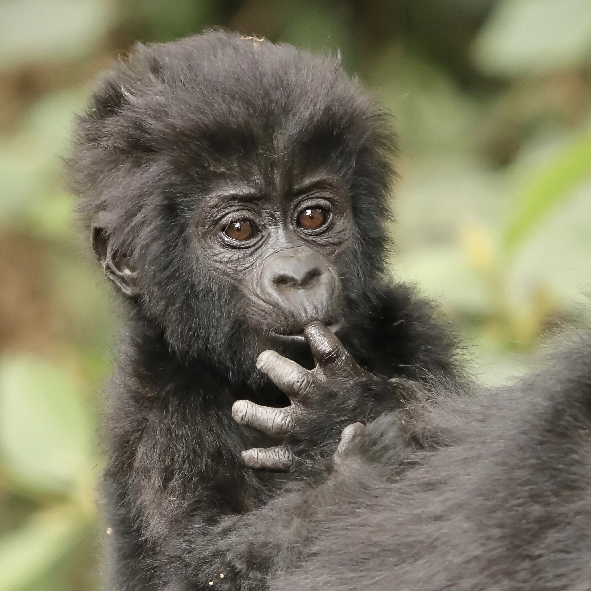    “Four-month-old Gorilla from the Katwe Group”      Bwindi, Uganda 
