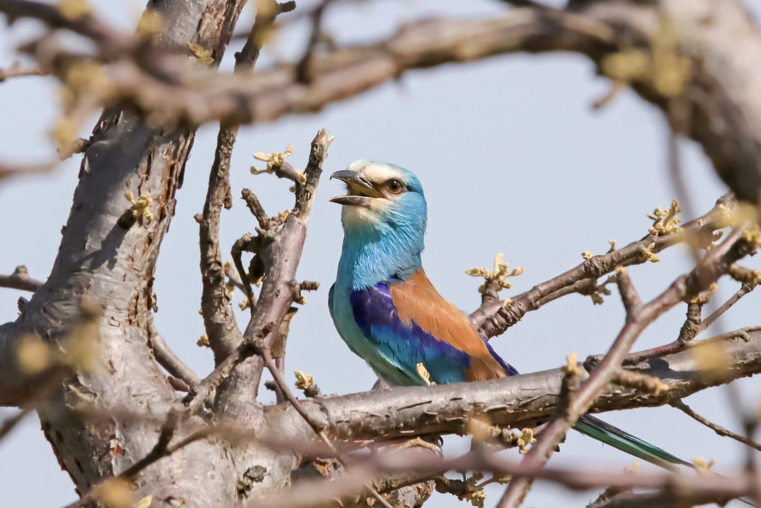    “Abyssinian Roller with Open Beak”      Kidepo Valley, Uganda 