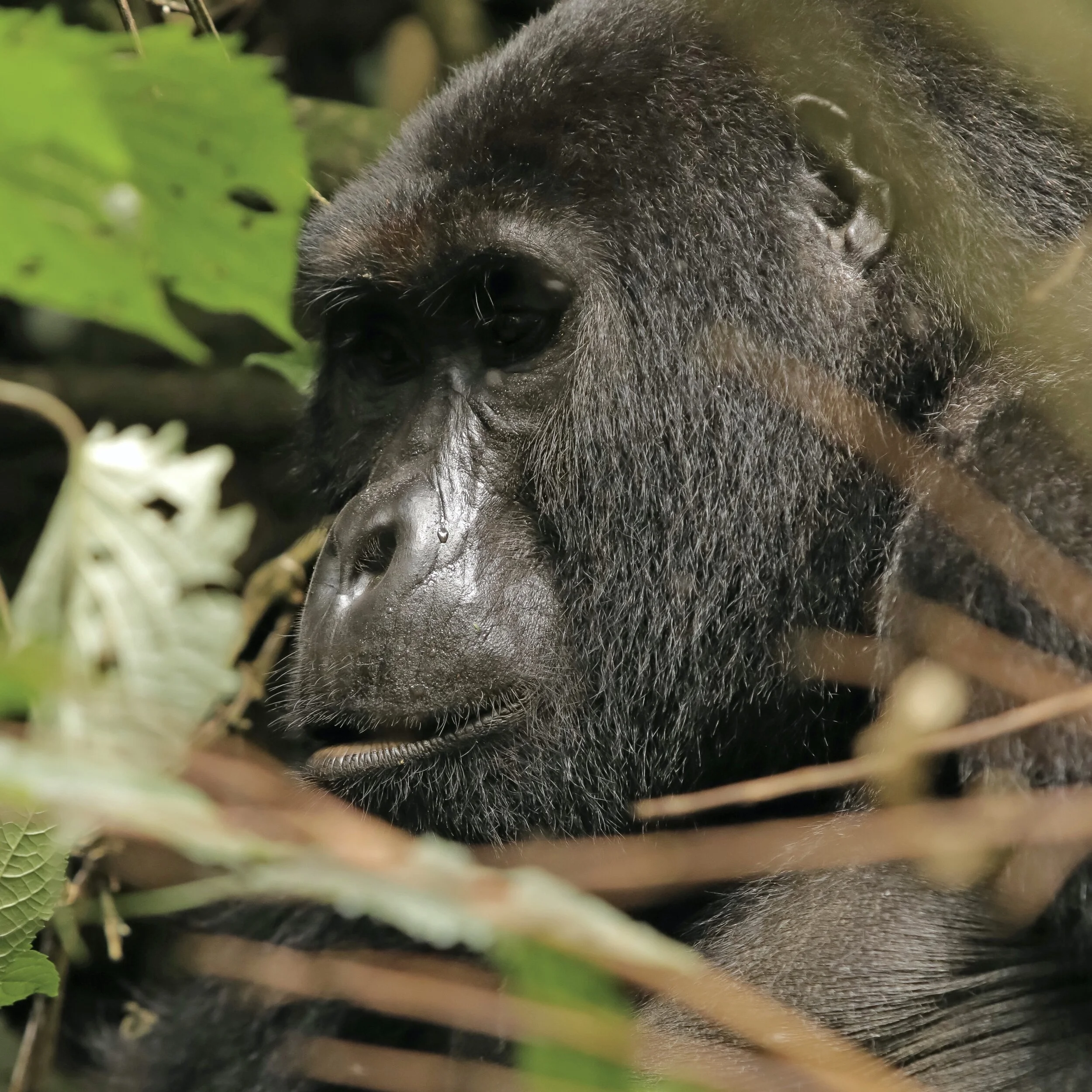    “Black-back Gorilla from the Katwe Group”      Bwindi, Uganda 
