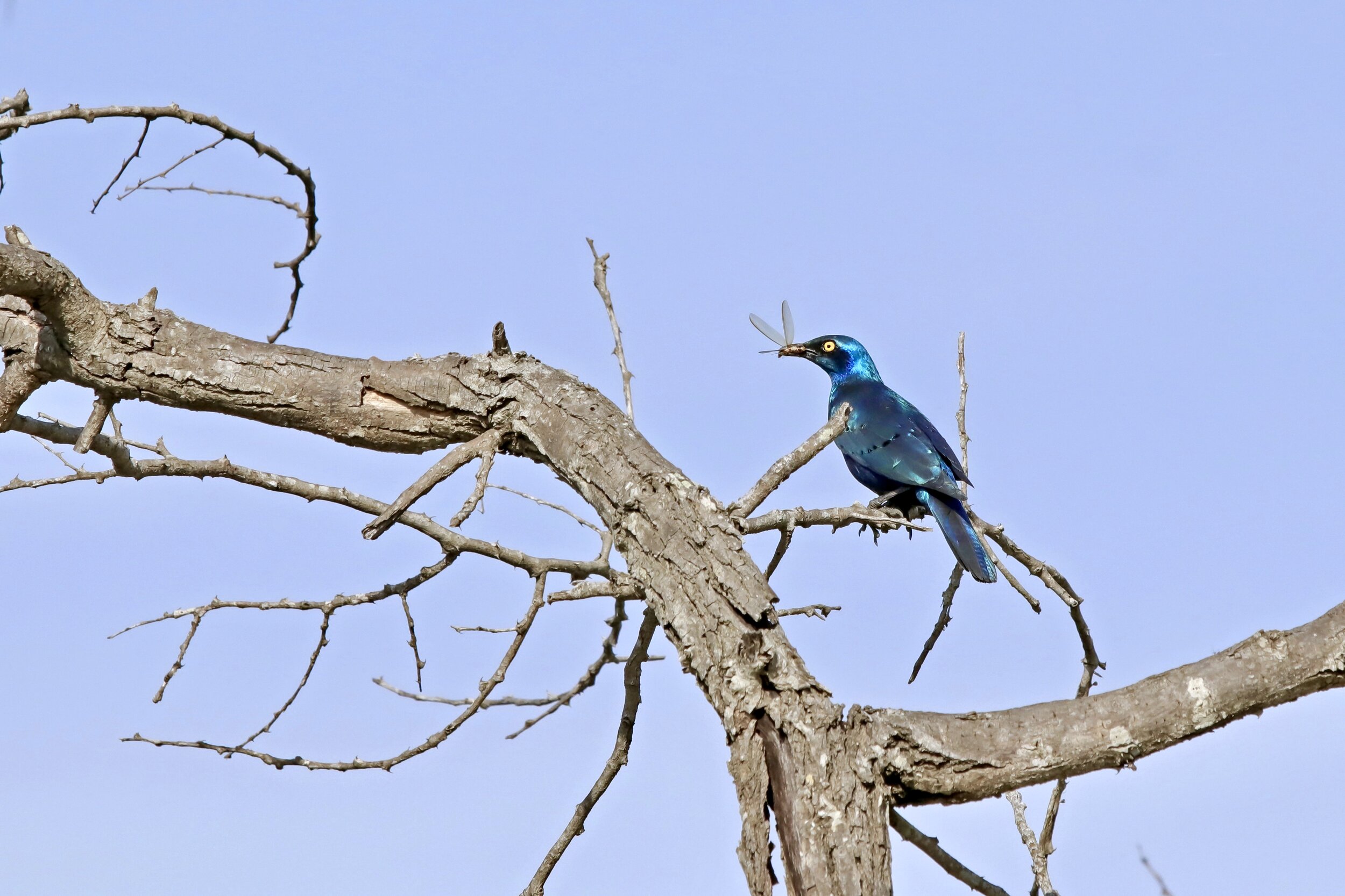    “Greater Blue-eared Starling”      Kidepo Valley, Uganda 