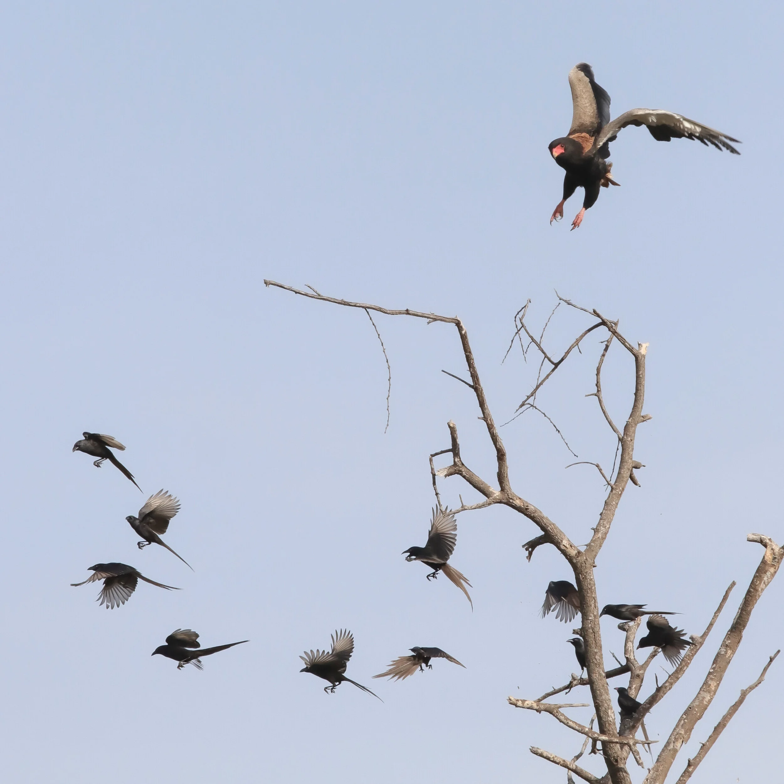    “Bataleur Eagle and Piapiac flock”      Kidepo Valley, Uganda 