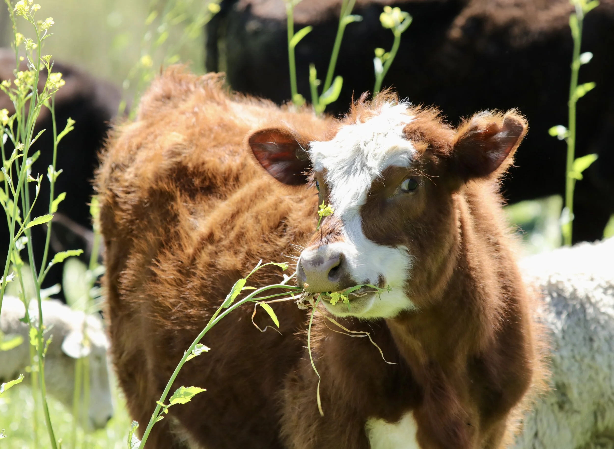    “Cow with Mouthful of Flowers”      Hawkes Bay, New Zealand 