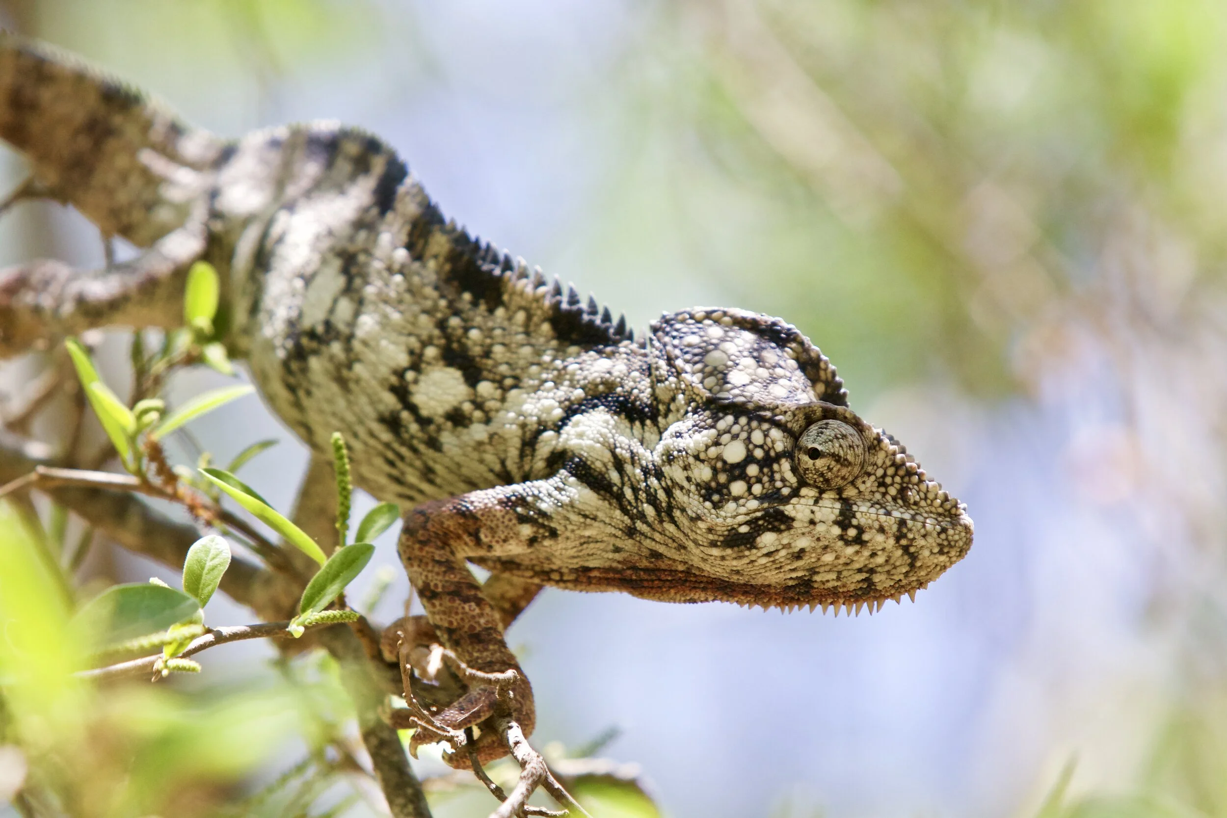    “Malagasy Giant Chameleon”      Madagascar 