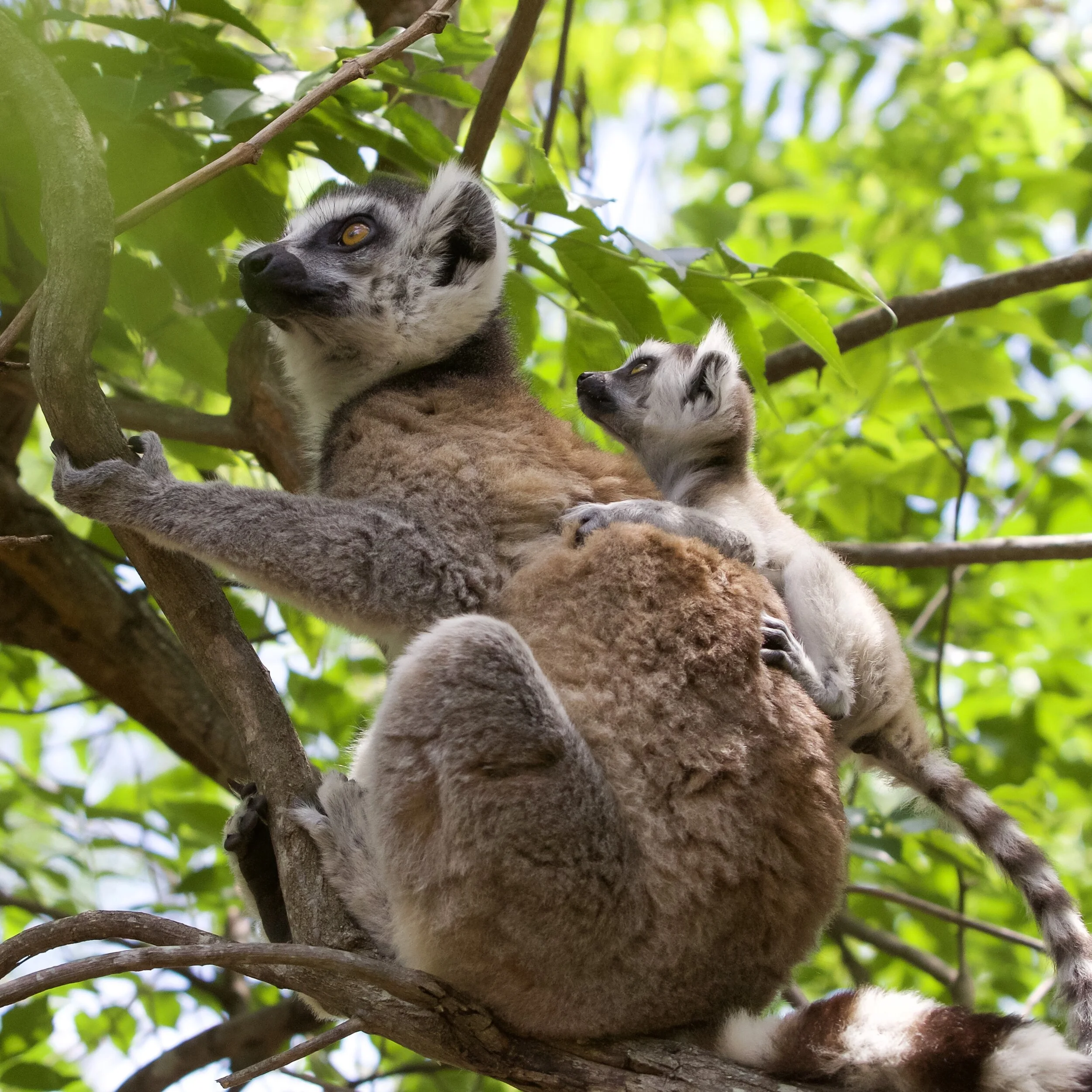    “Ring-tailed Lemurs in a Tree”      Madagascar 