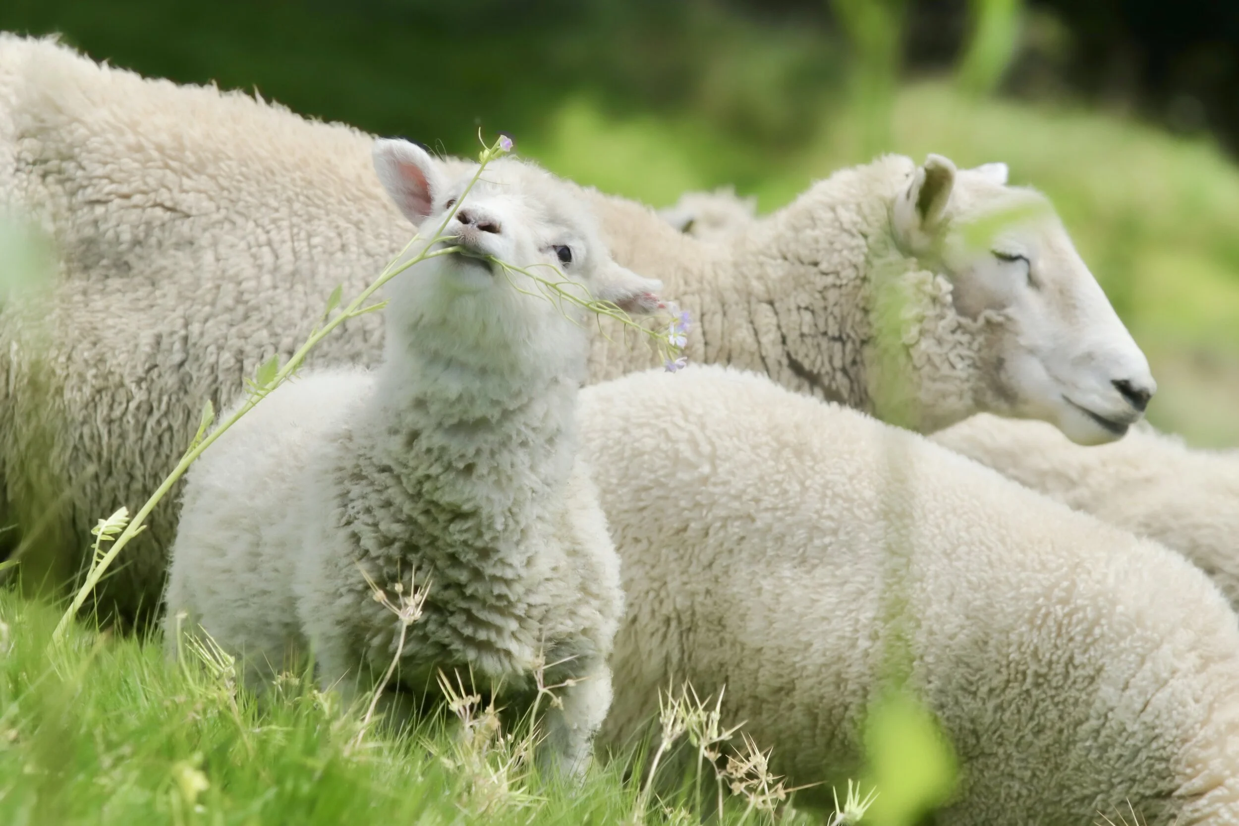    “Lamb Nibbling on Flower”      Hawkes Bay, New Zealand 