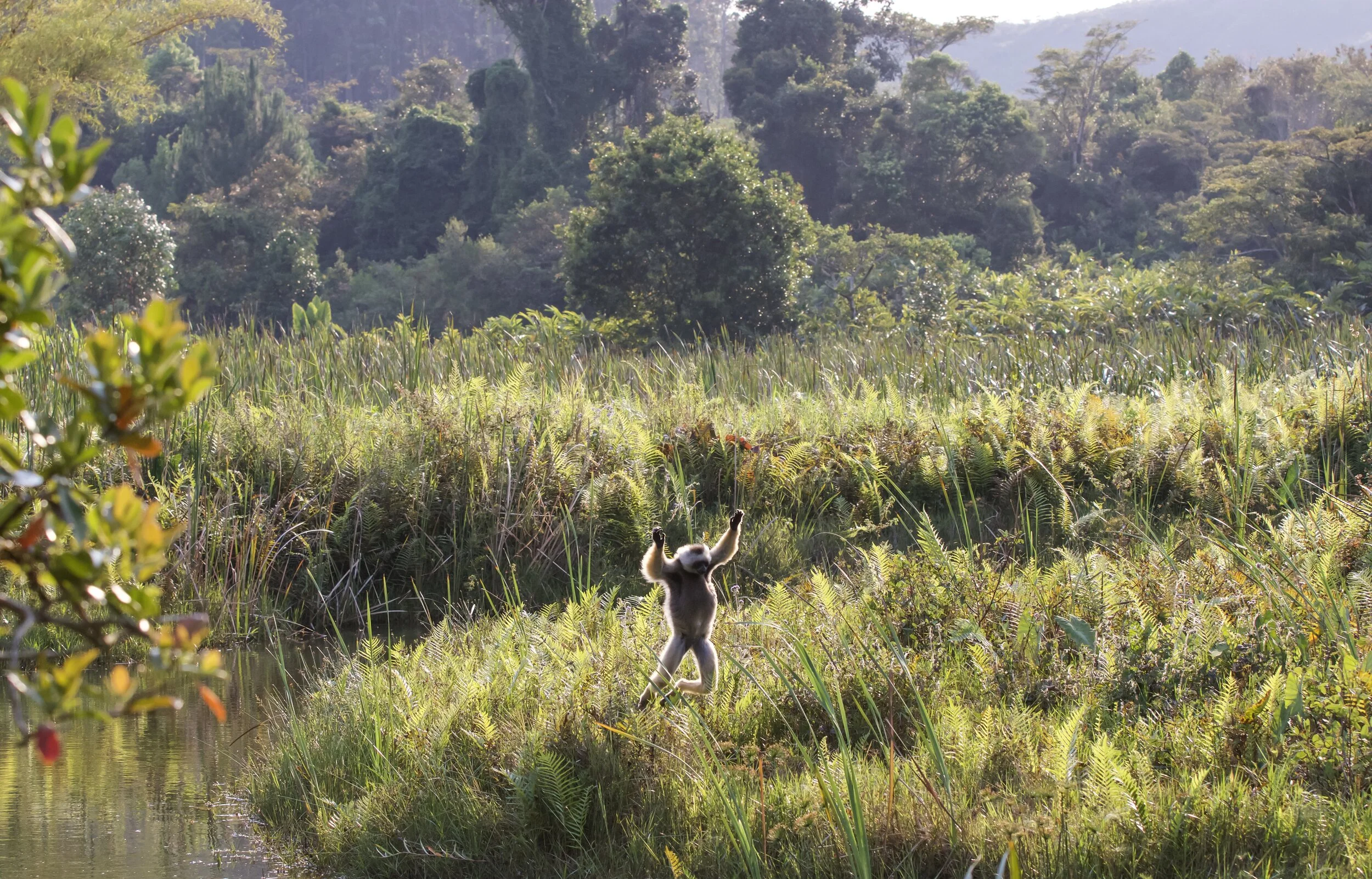    “Sifaka Lemur Leaping through the Ferns”      Madagascar 