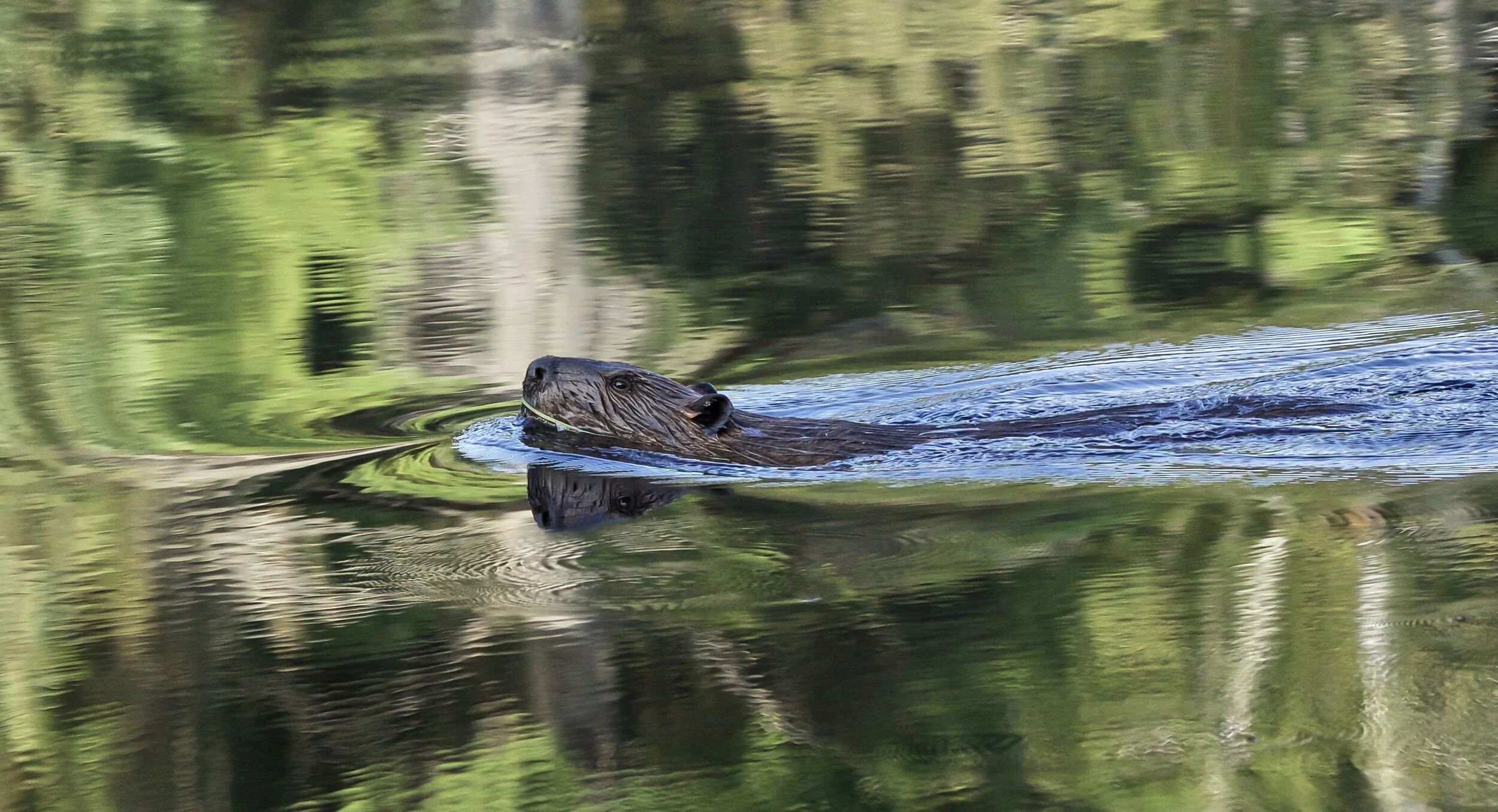    “Beaver on Round Lake”      Upper Peninsula, Michigan  