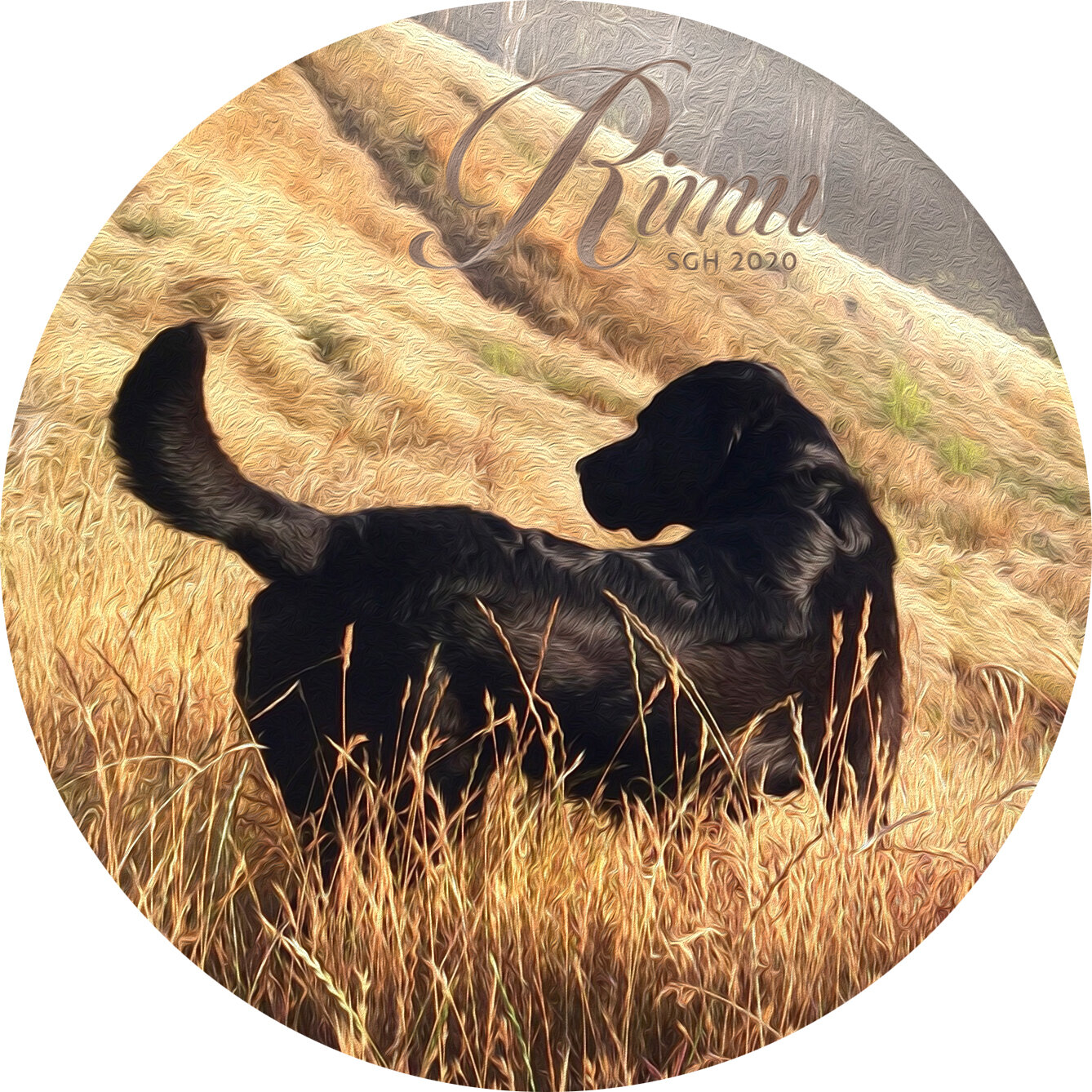    “Rimu in the Yellow Grass”      based on a photo by Susan Graber Hunsberger 