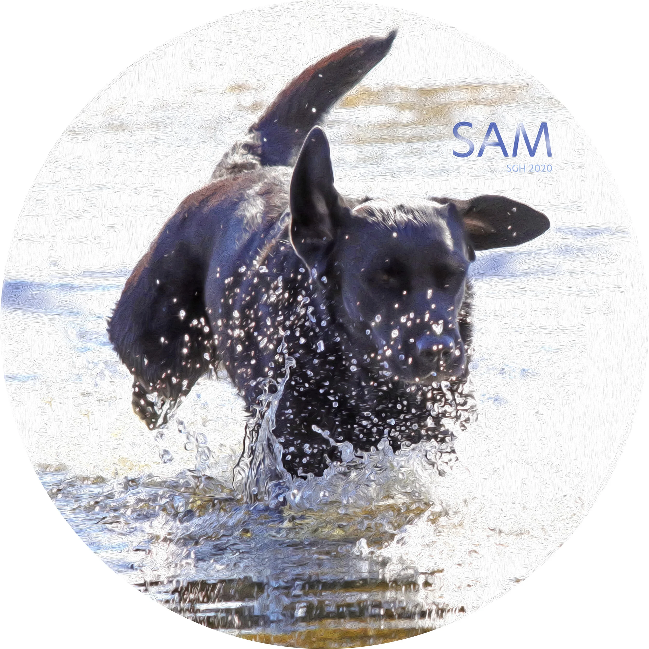    “Sam Splash”      based on a photo by Susan Graber Hunsberger 