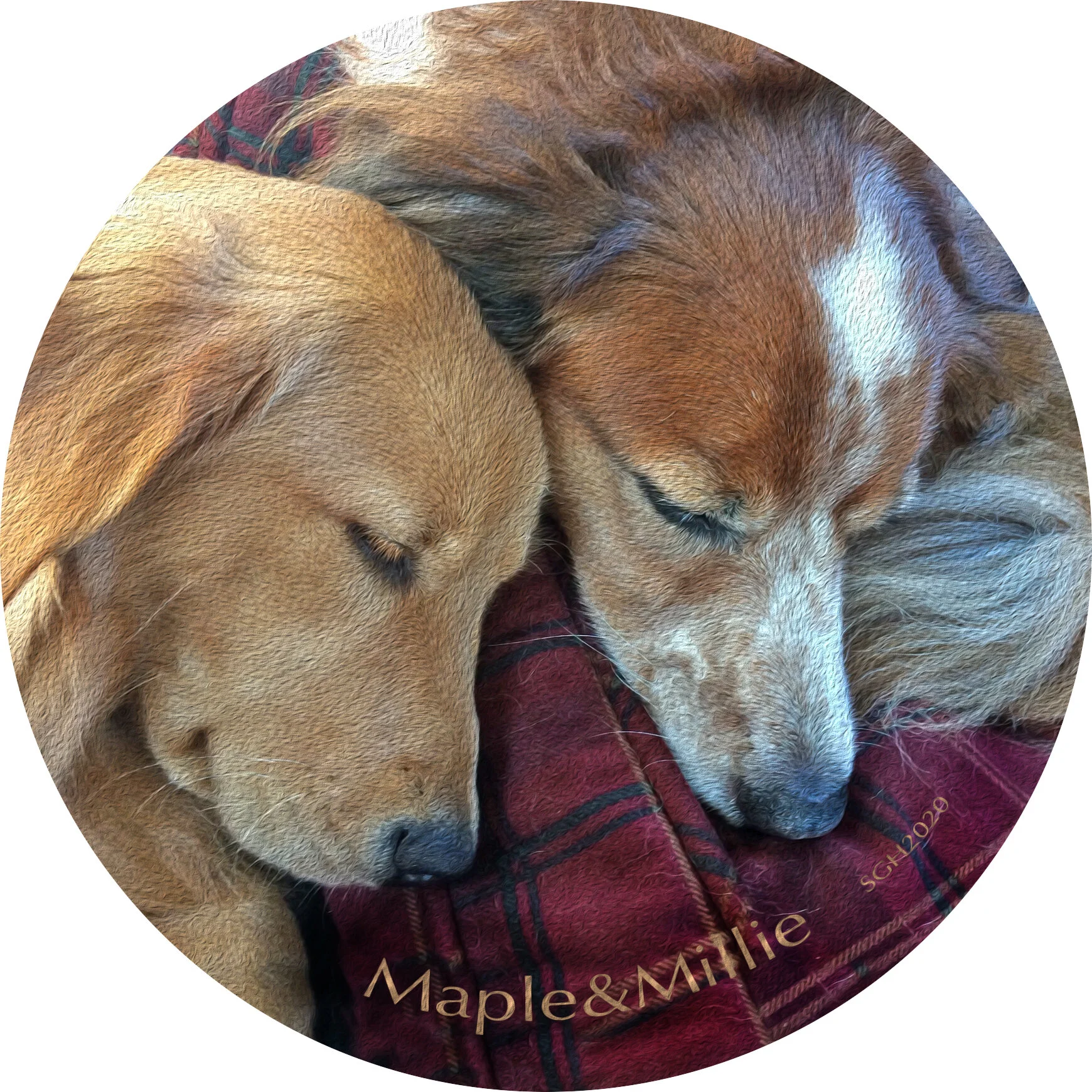    “Maple and Millie Napping”      based on a photo by Adie Gerig-Heyerly 