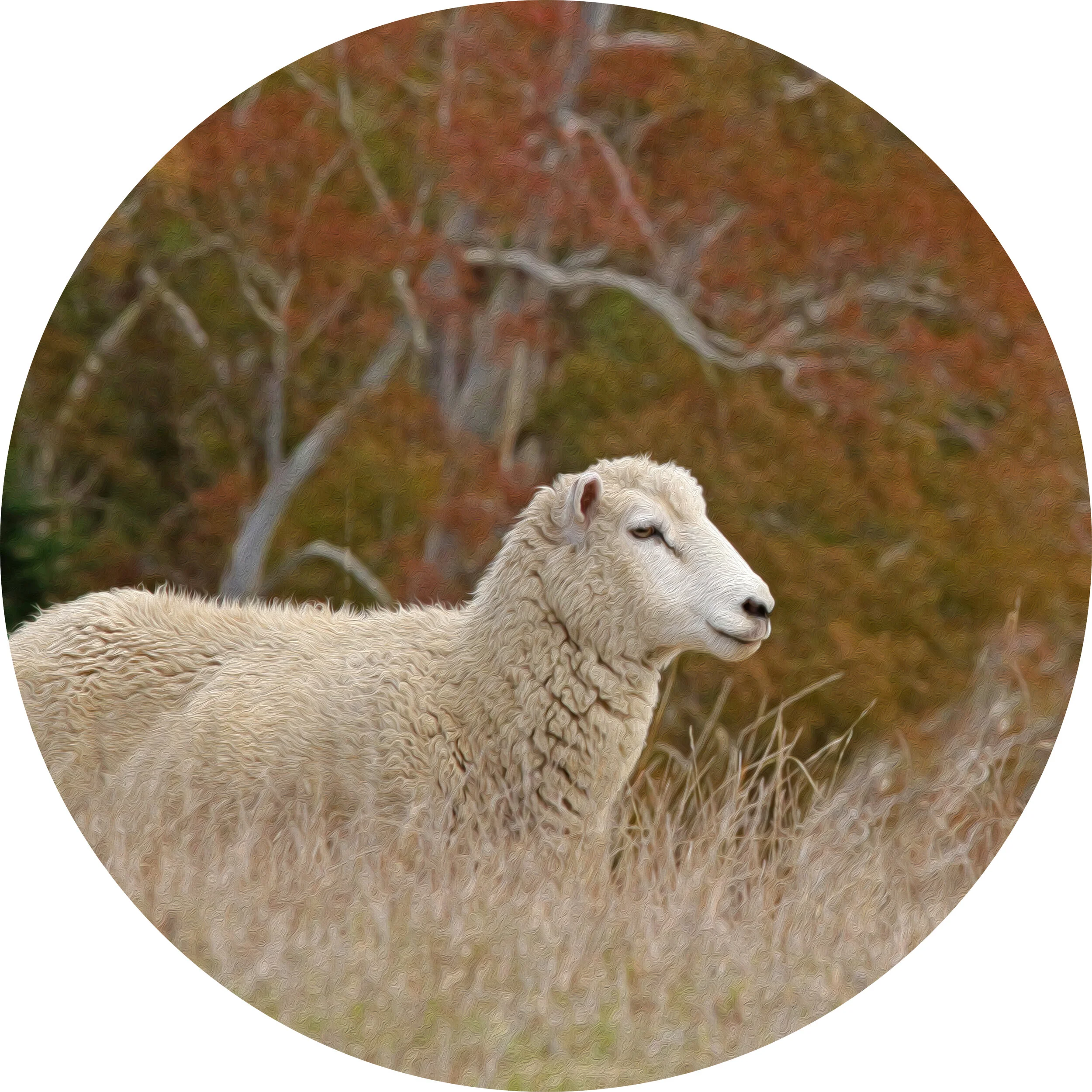    “Autumn Scene with Ewe on Karaka Farm”     based on a photo by Susan Graber Hunsberger 