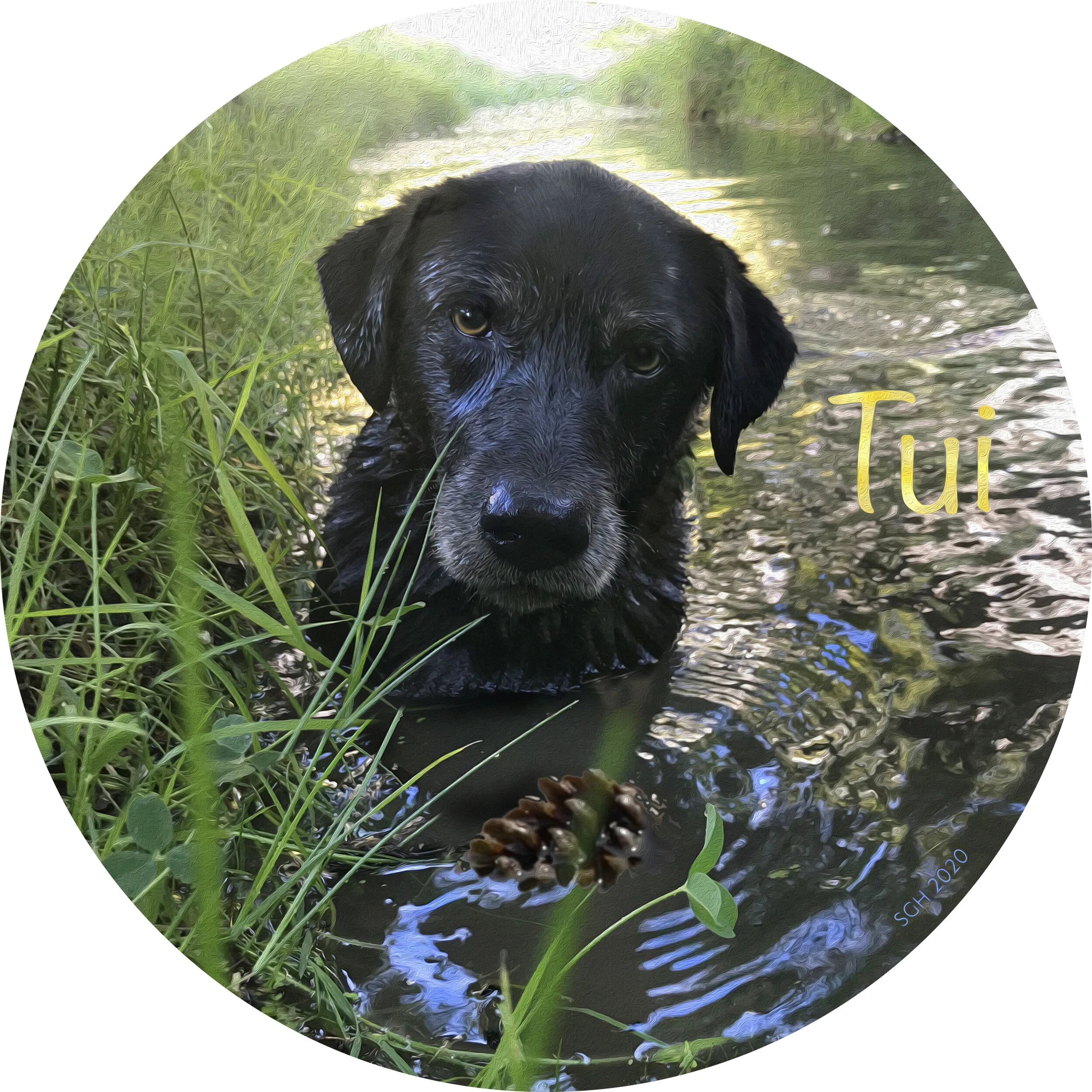    “Tui the Swamp Puppy”     based on a photo by Susan Graber Hunsberger 