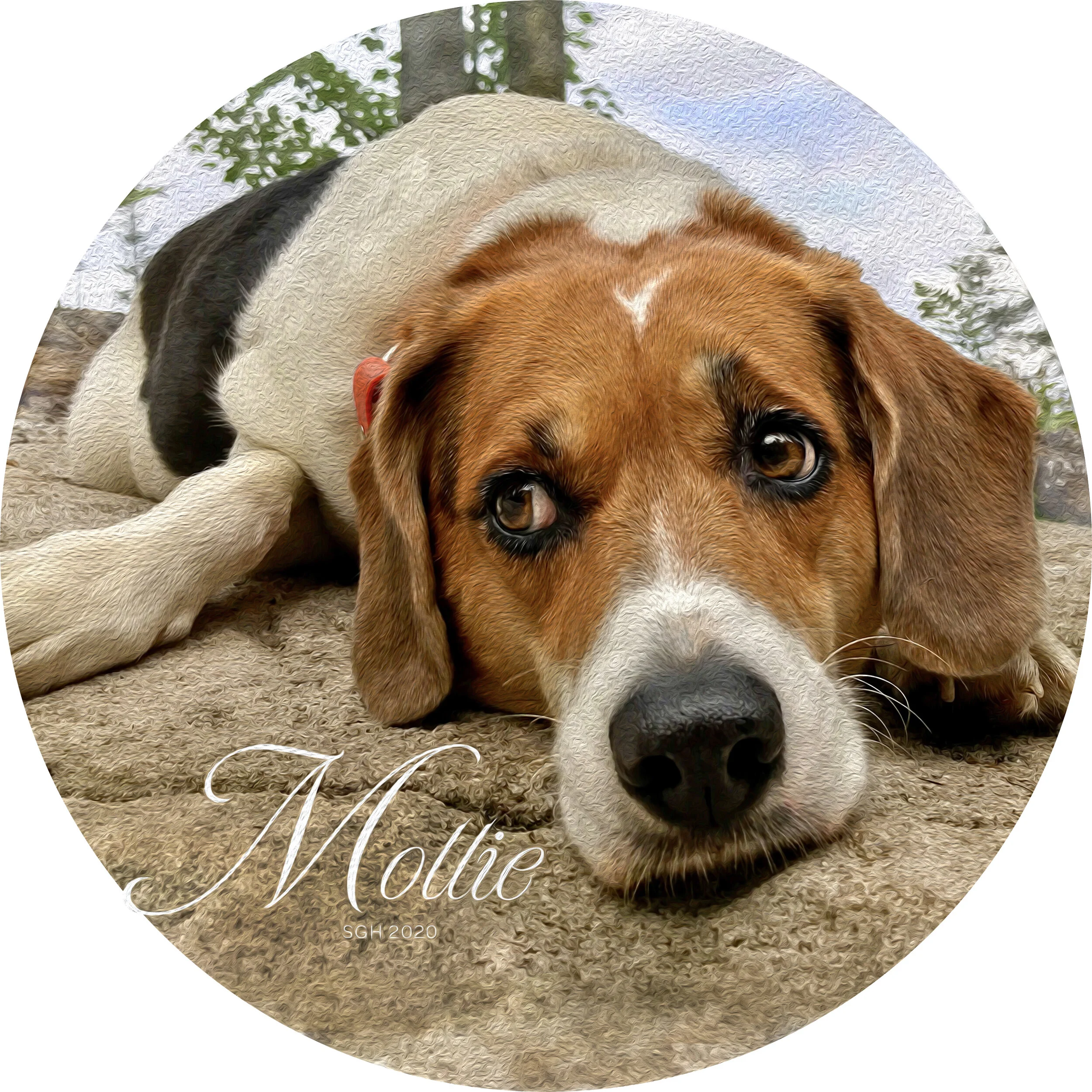    “Mollie on a Rock”      based on a photo by Susan Graber Hunsberger 