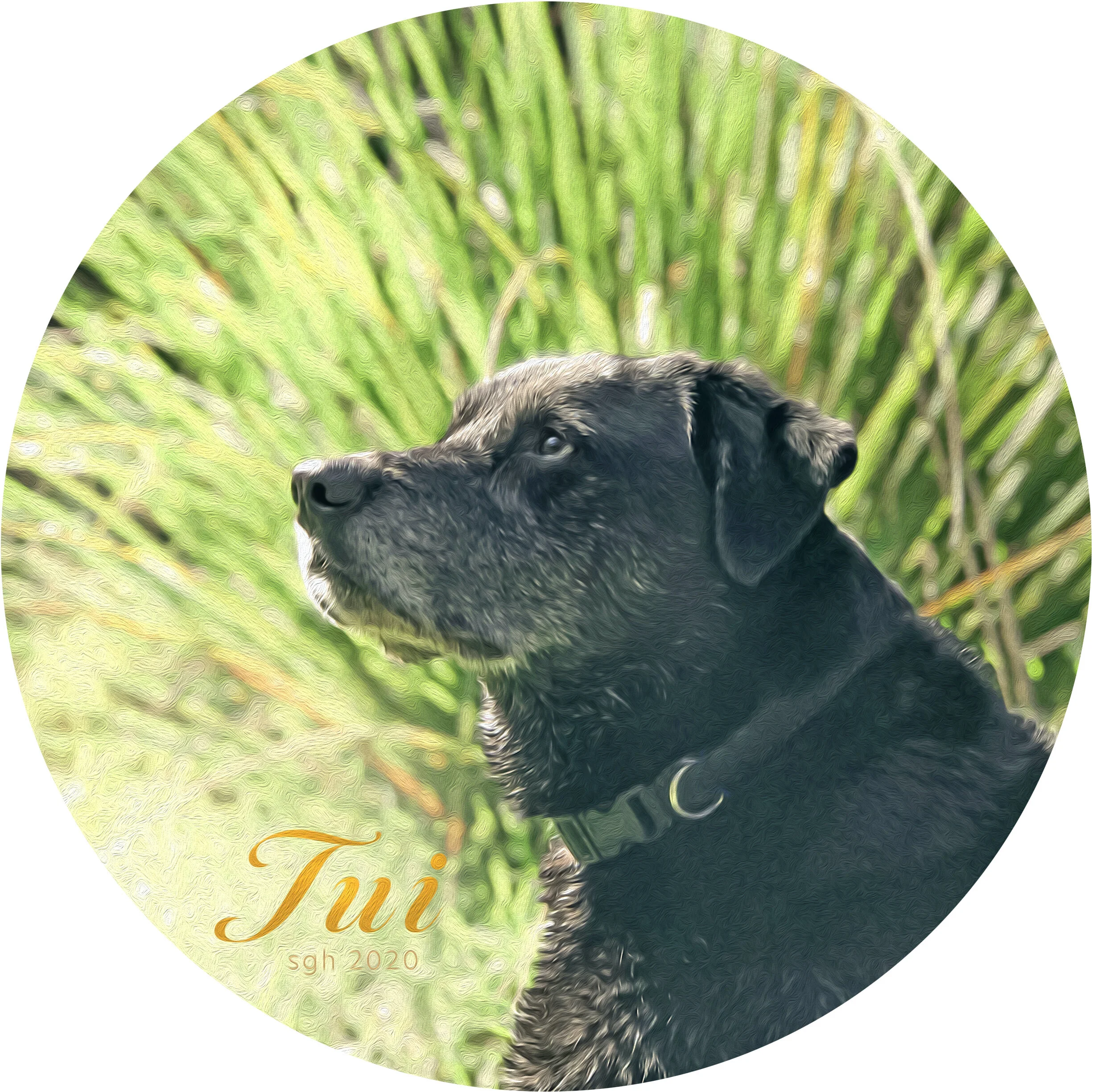    “Tui in the Wetland”      based on a photos by Susan Graber Hunsberger 