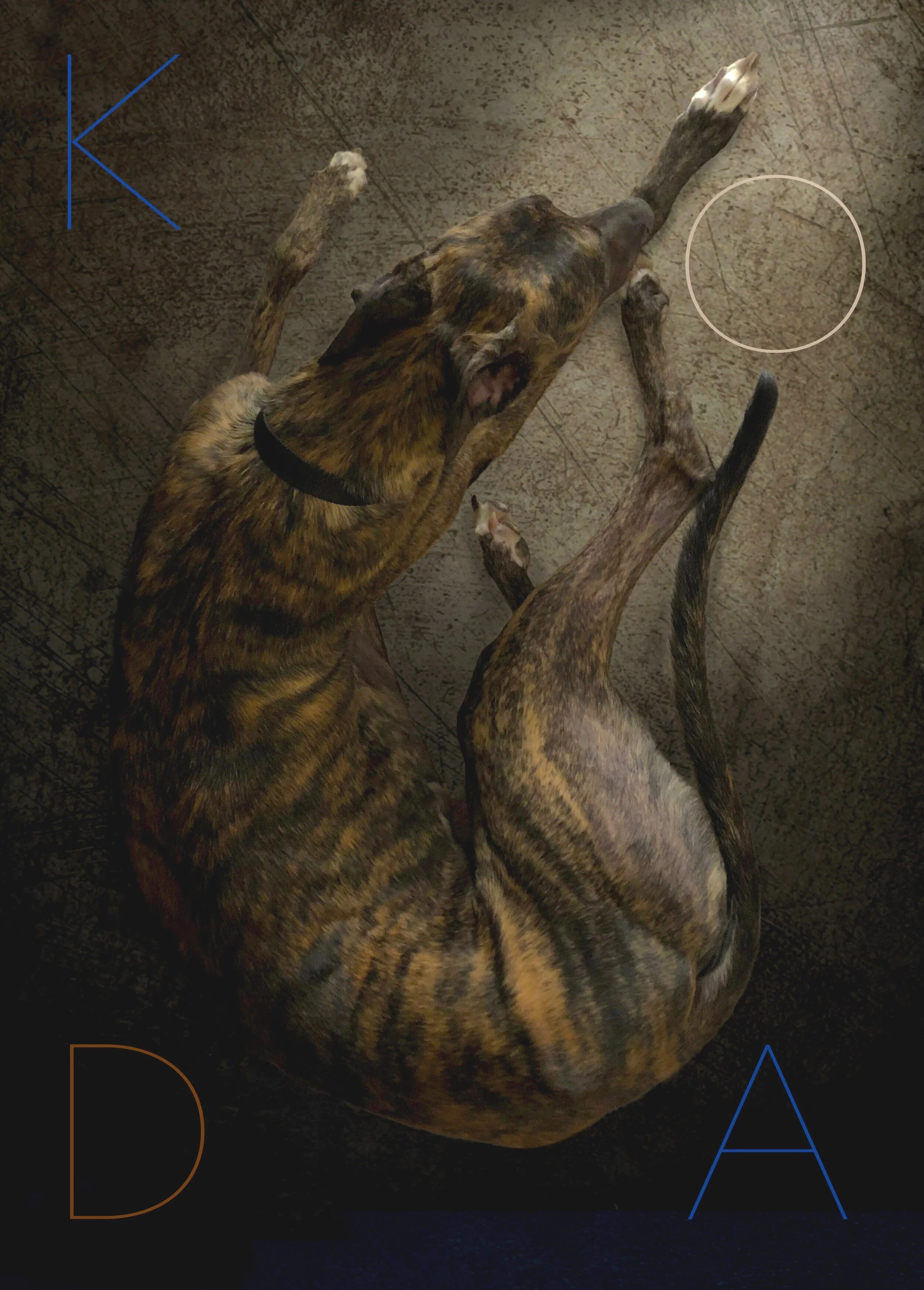    “Koda”      based on a photo by Jacob Graber 