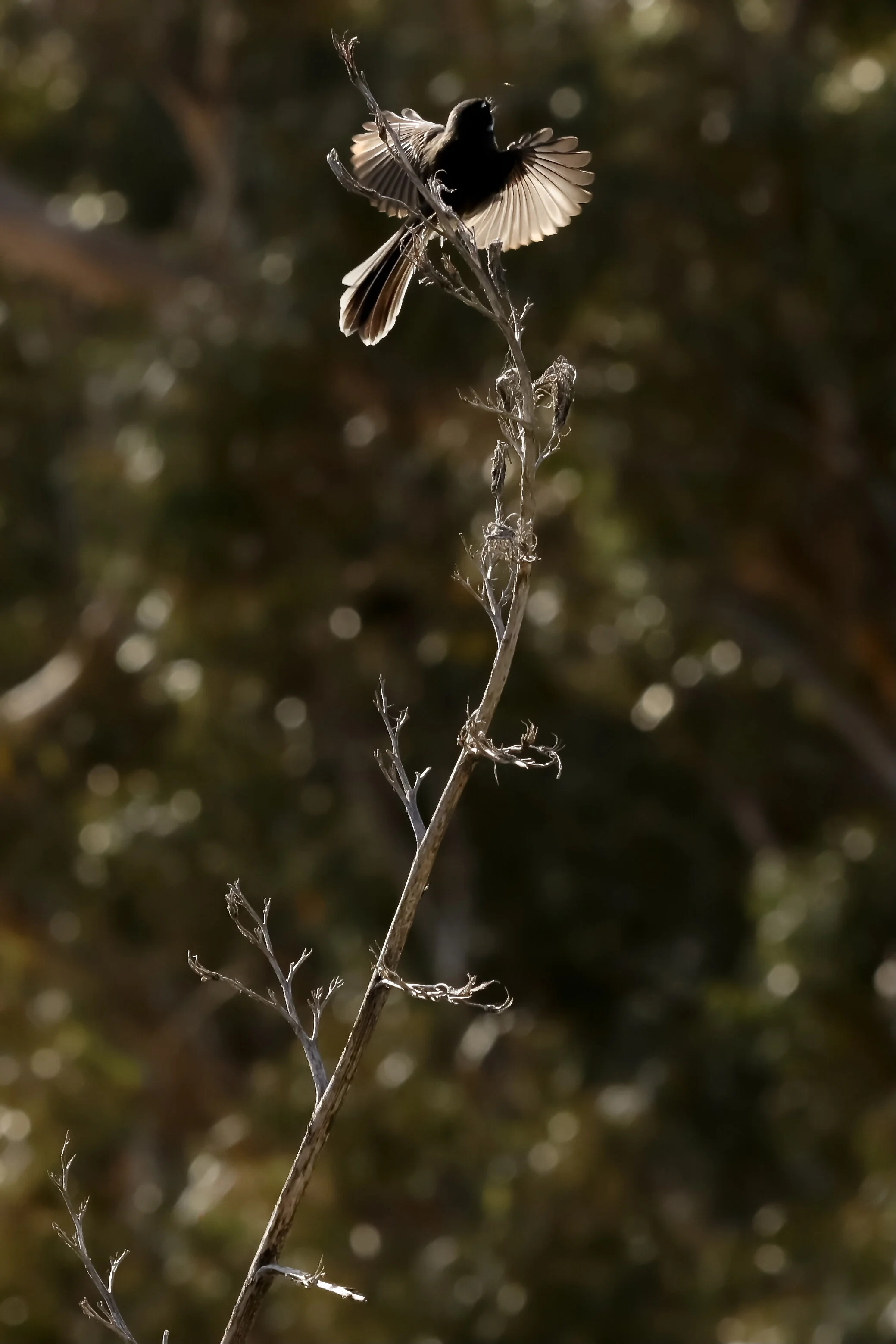    “Piwakawaka Chasing an Insect”     Hawkes Bay, New Zealand 