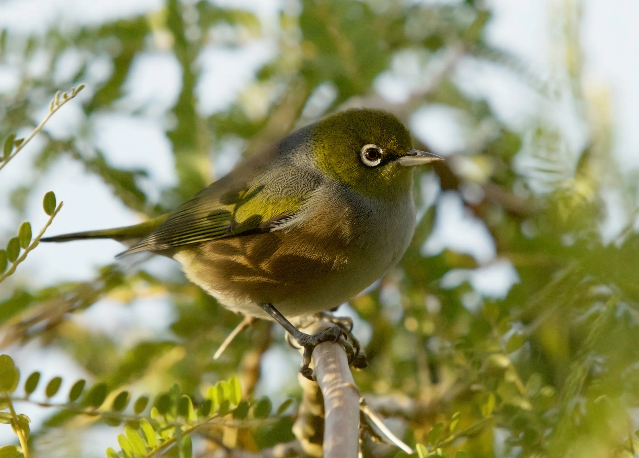    “Silvereye in a Kowhai Tree”      Hawkes Bay, New Zealand 